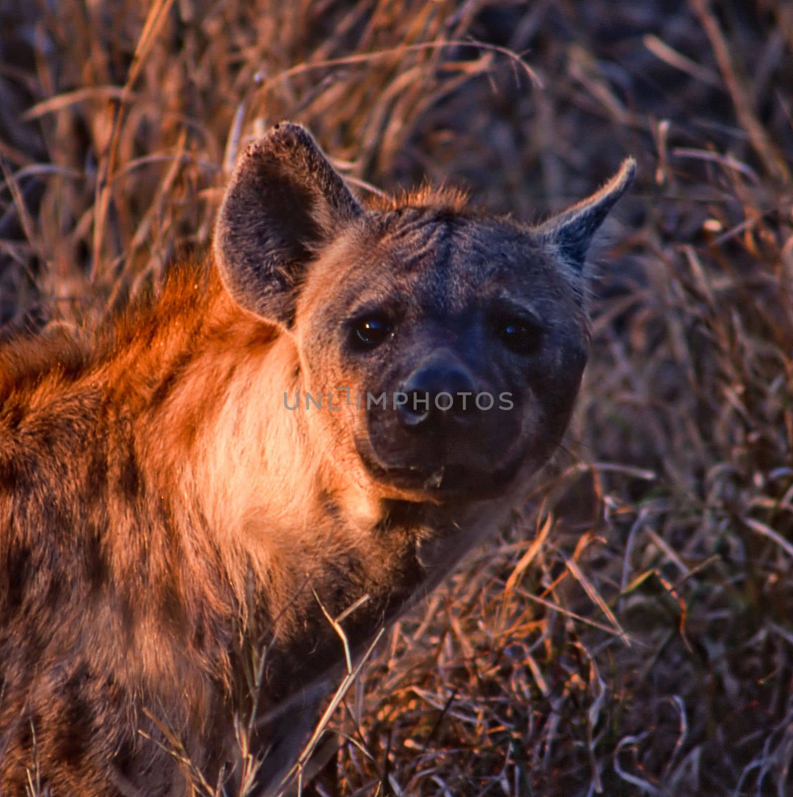 Spotted Hyeana (Crocuta crocuta), Kruger National Park, Mpumalanga, South Africa