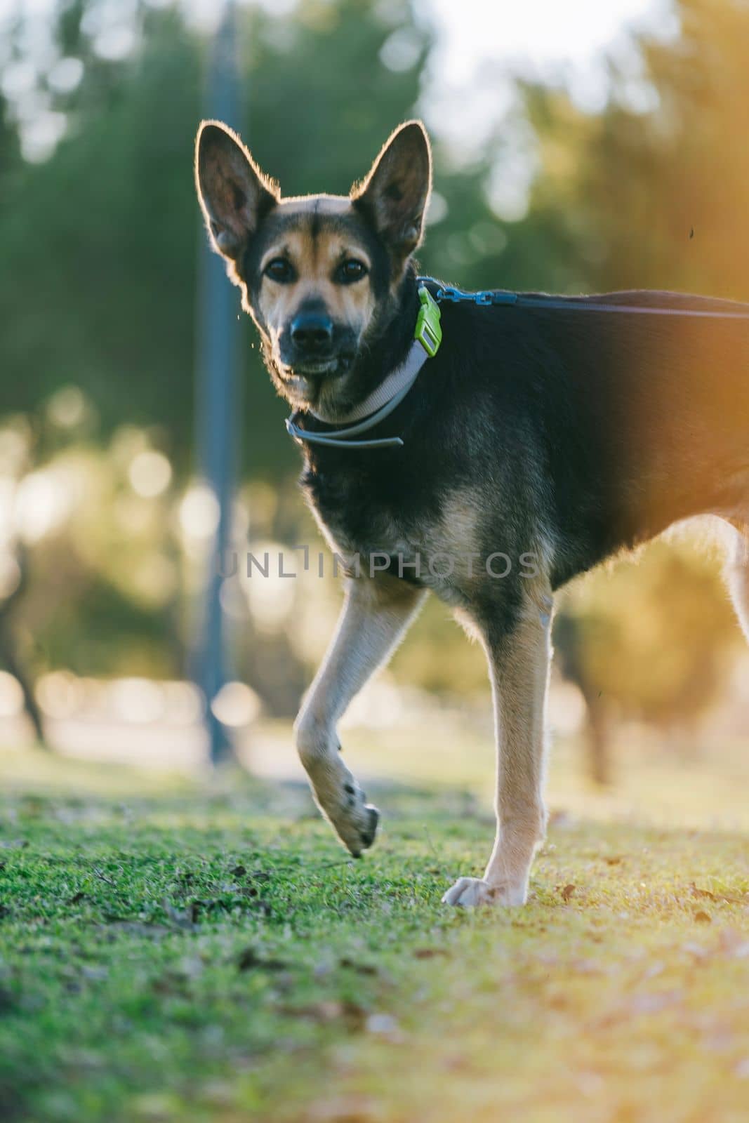 Portrait of female young dog looking at camera while walking in nature at sunset. Selective focus.