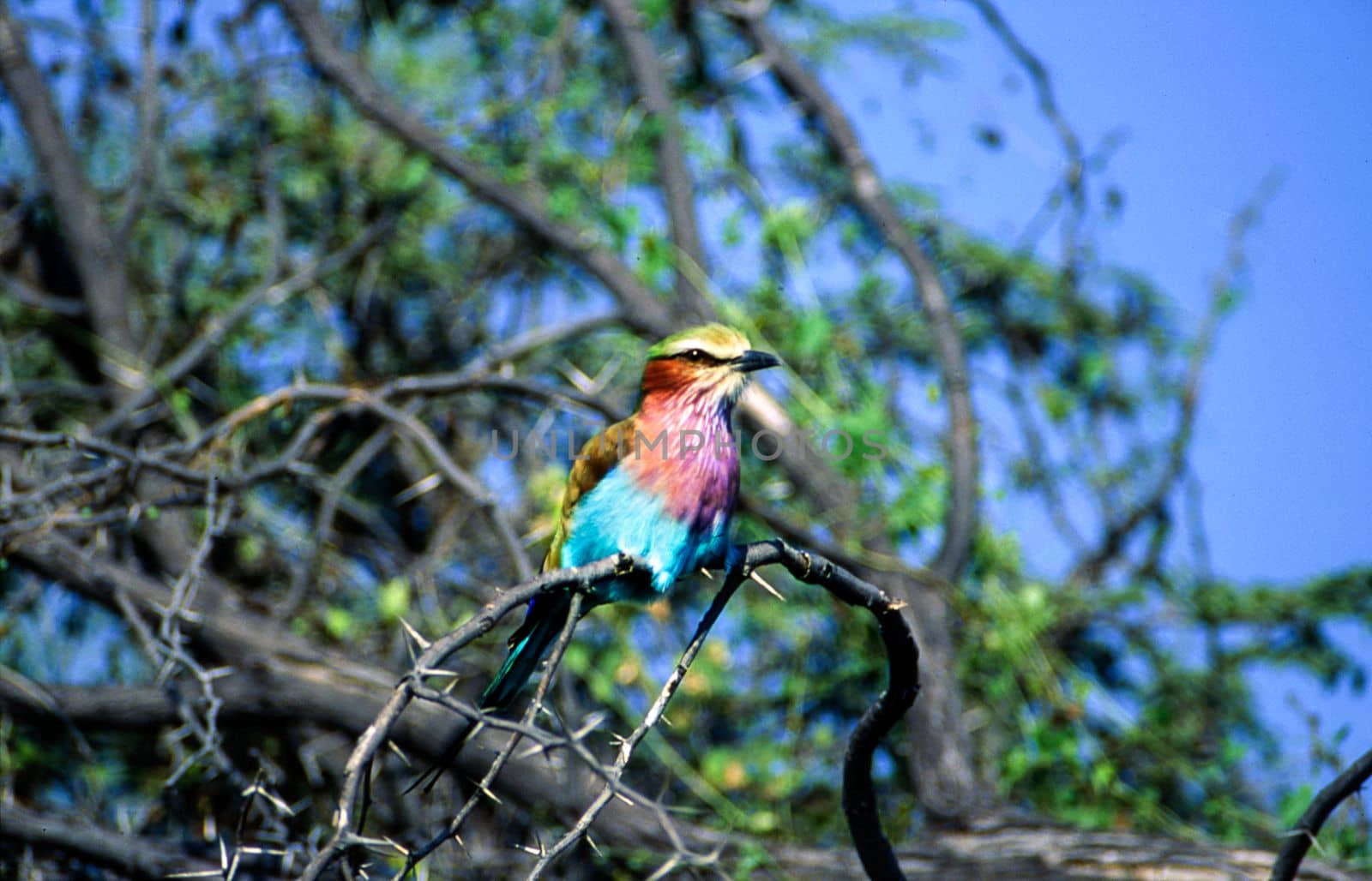 Lilacbreasted Roller (Coracias caudata), Moremi Wildlife Reserve, Ngamiland, Botswana, Africa