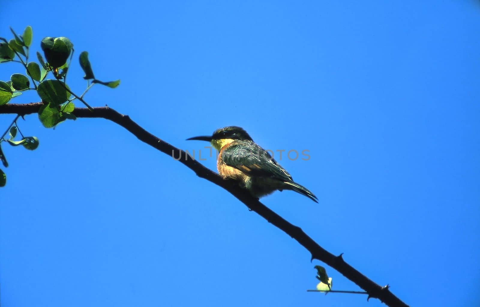 Little Bee-eater (Merops pusillus), Moremi Wildlife Reserve, Ngamiland, Botswana, Africa