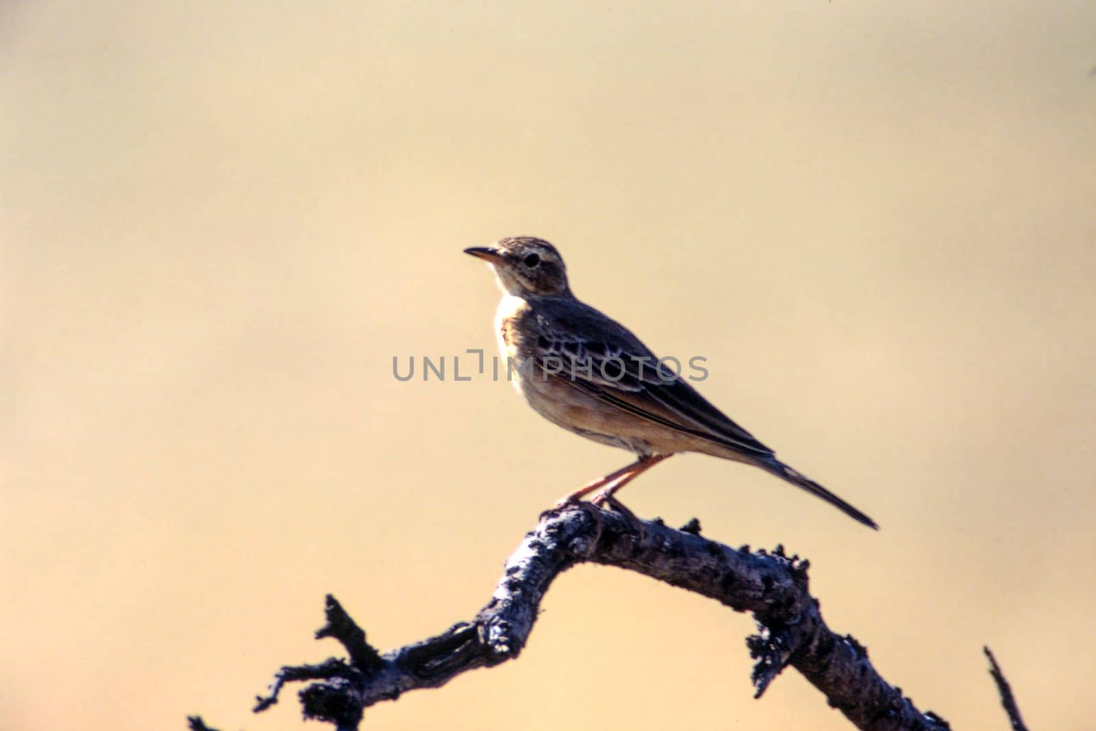 Rattling Cisticola (Cisticola chiniana), Central Kalahari Game Reserve, Ghanzi, Botswana, Africa