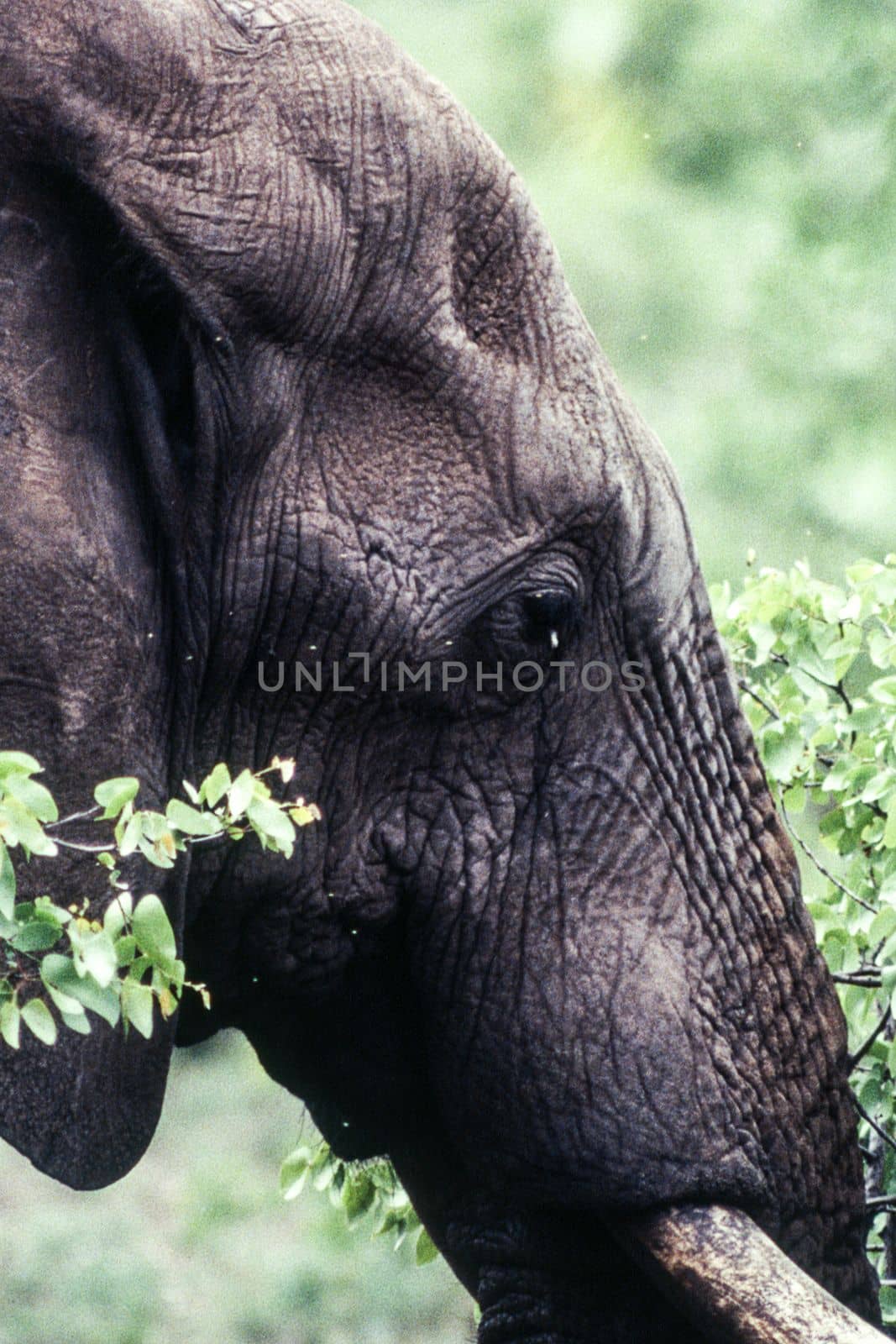 Elephant (Loxodonta africana) , Kruger National Park, mpumalanga, south africa