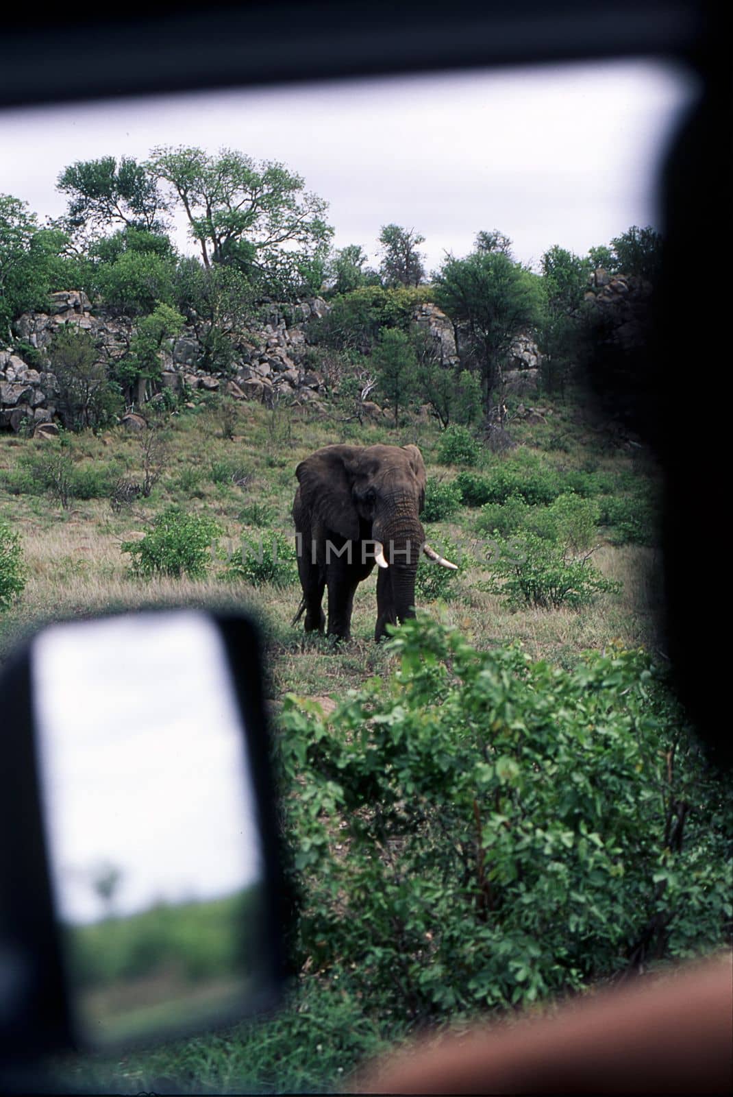 Elephant (Loxodonta africana) , Kruger National Park, mpumalanga, south africa