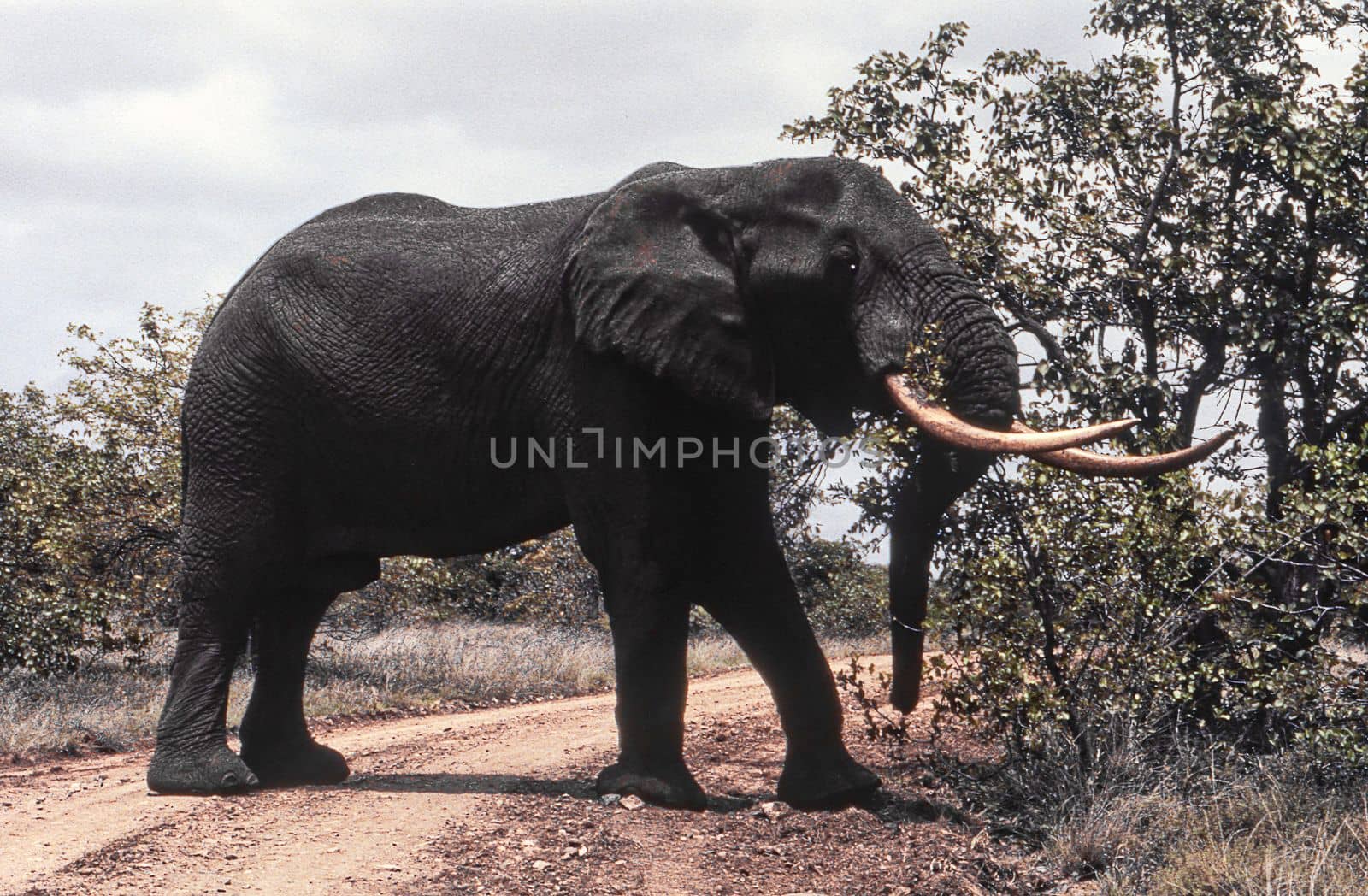 Elephant (Loxodonta africana) , Kruger National Park, mpumalanga, south africa