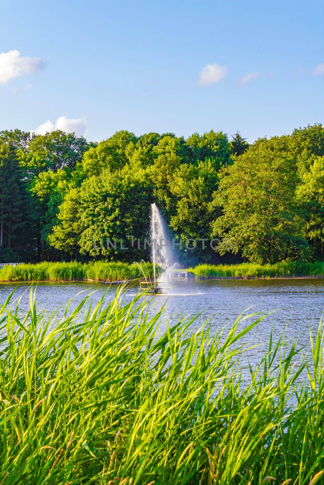 Natural panorama view lake fountain green plants trees forest Germany. by Arkadij