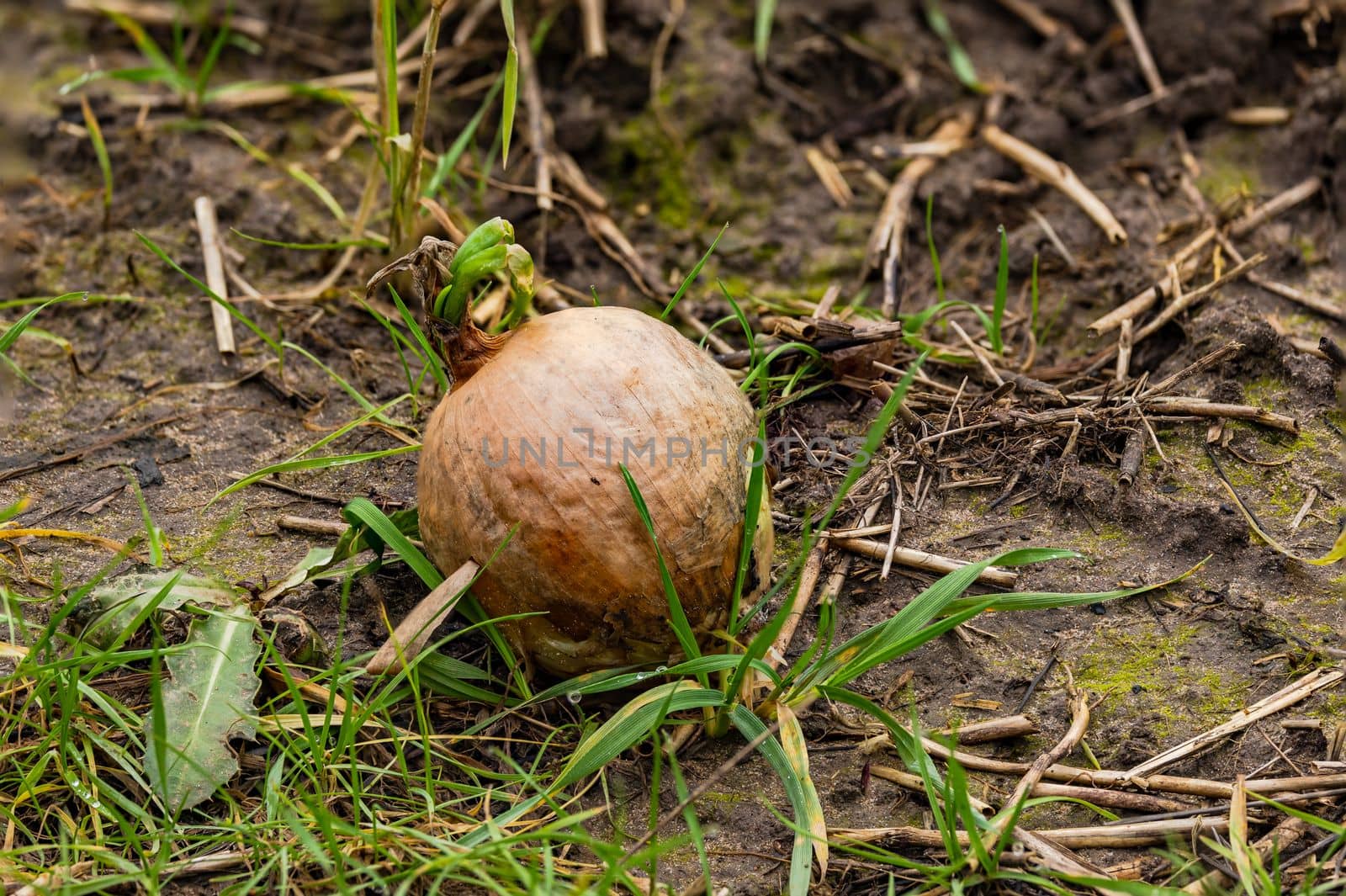 Focus stacking shot of a germinating onion with green shoot on a field after harvest in winter, Germany