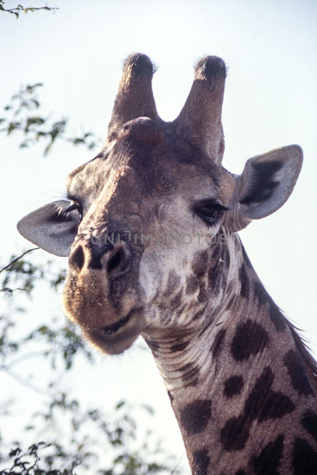 Giraffe (Giraffa camelopardalis), Kruger National Park, mpumalanga, south africa