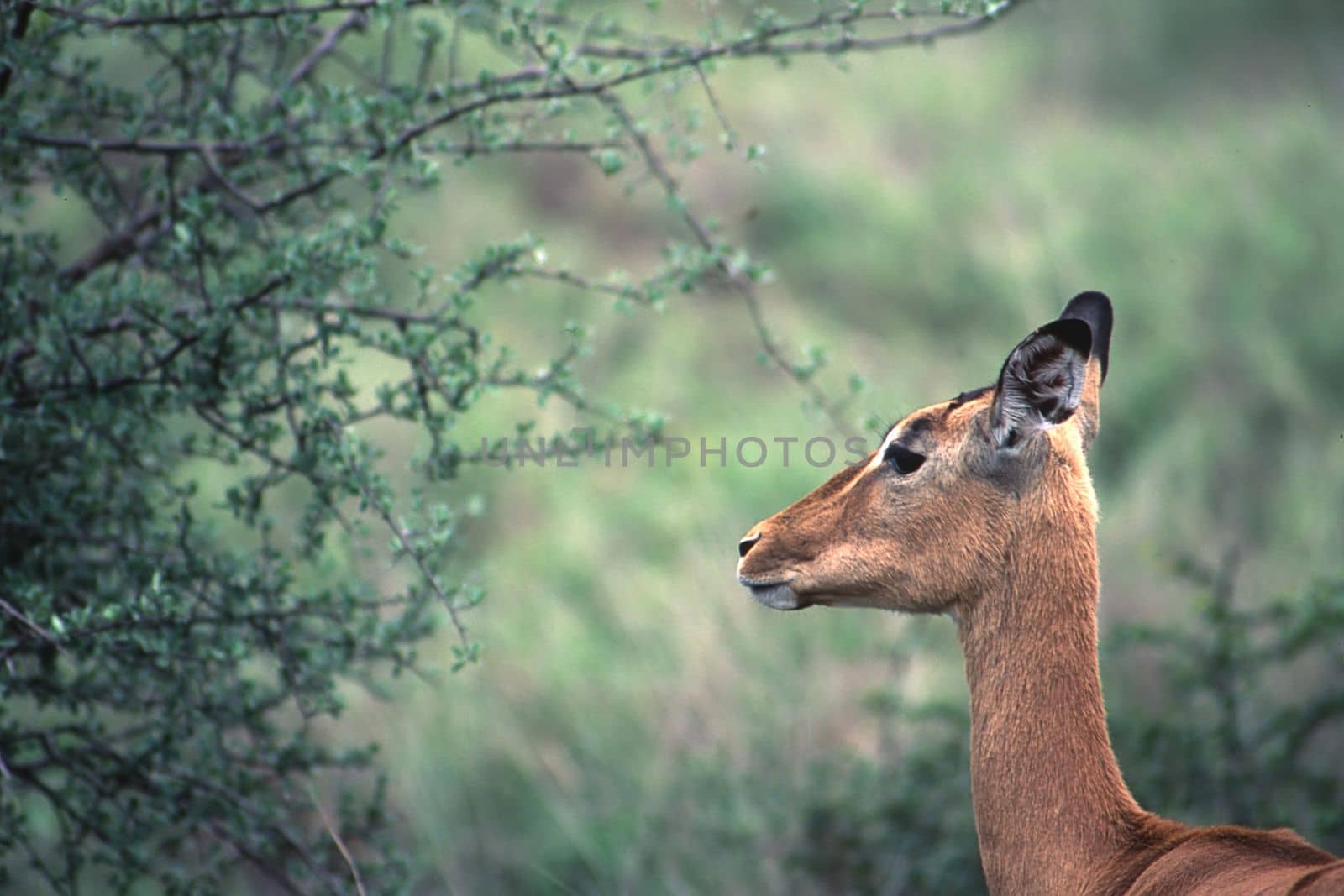 Impala (Aepyceros melampus) , Kruger National Park, mpumalanga, south africa