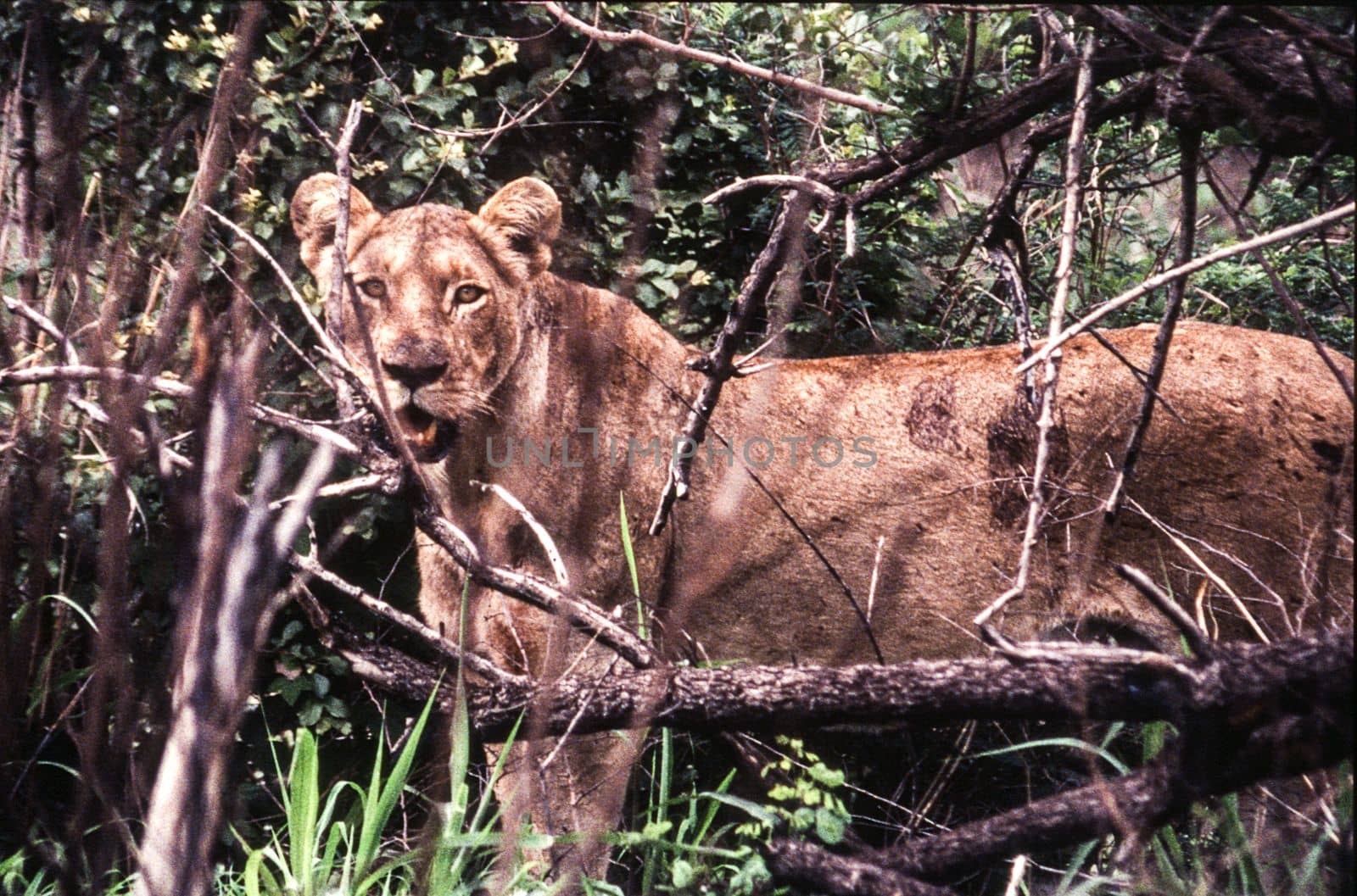 Lion (Panthera leo) , Kruger National Park, mpumalanga, south africa