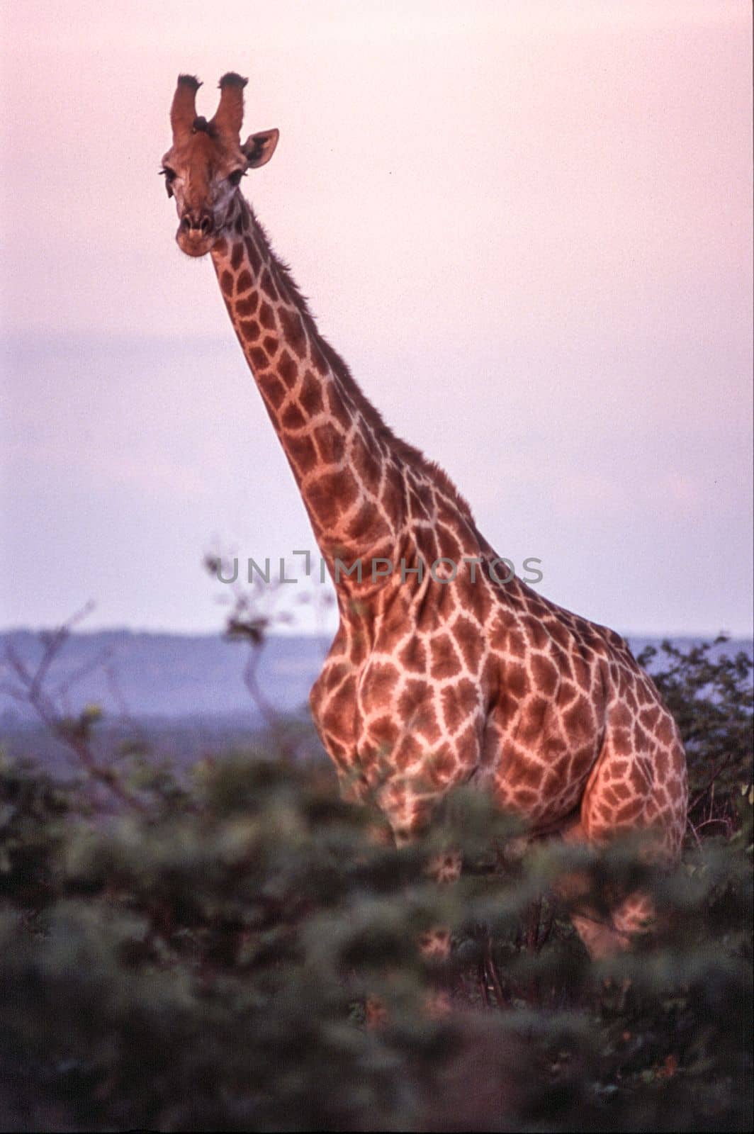 Giraffe (Giraffa camelopardalis), Kruger National Park, mpumalanga, south africa