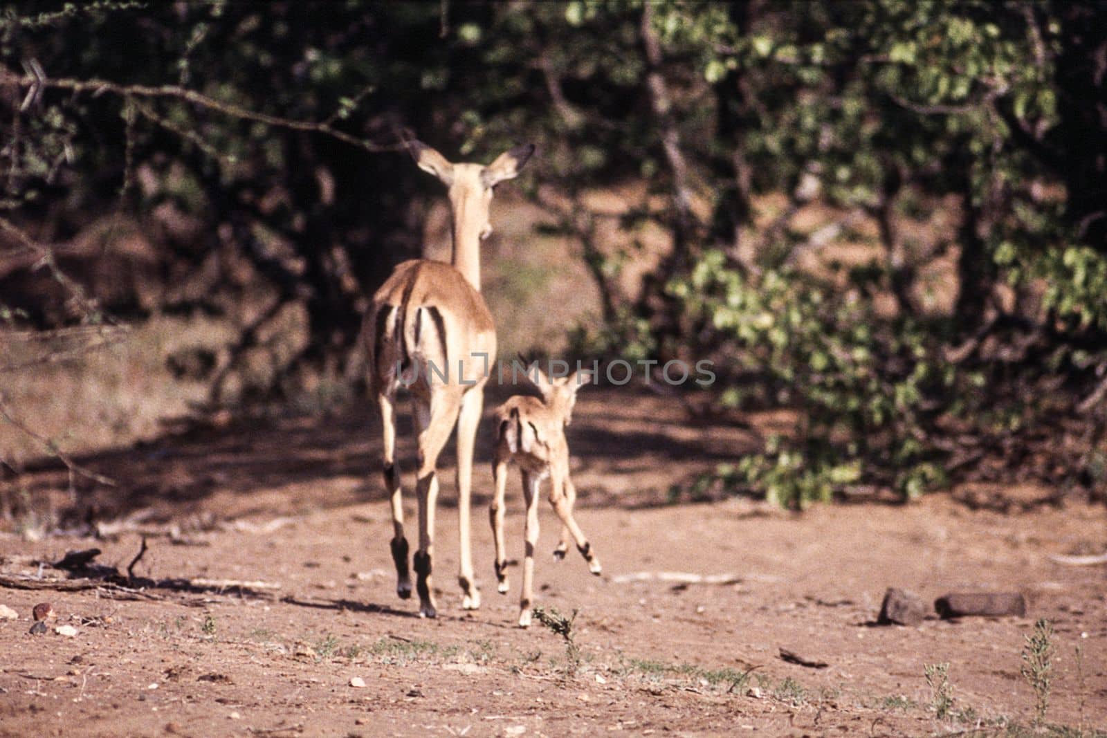 Impala (Aepyceros melampus), Kruger National Park, mpumalanga, South Africa
