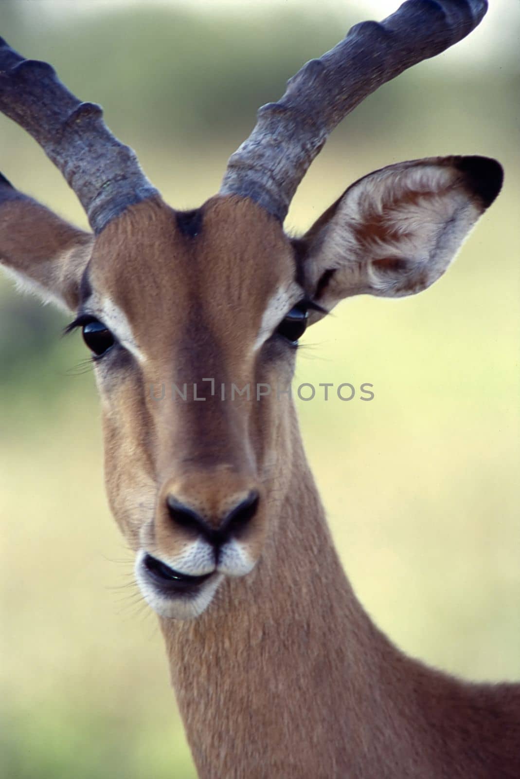 Impala (Aepyceros melampus) , Kruger National Park, mpumalanga, south africa