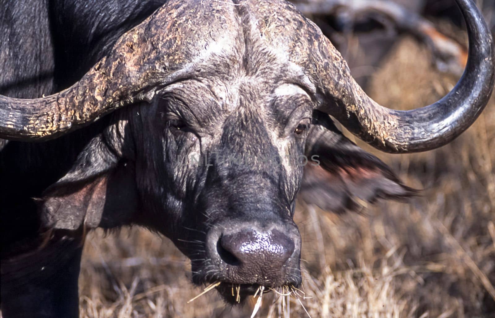 Buffalo, (Syncerus caffer), Kruger National Park, Mpumalanga, South Africa, Africa