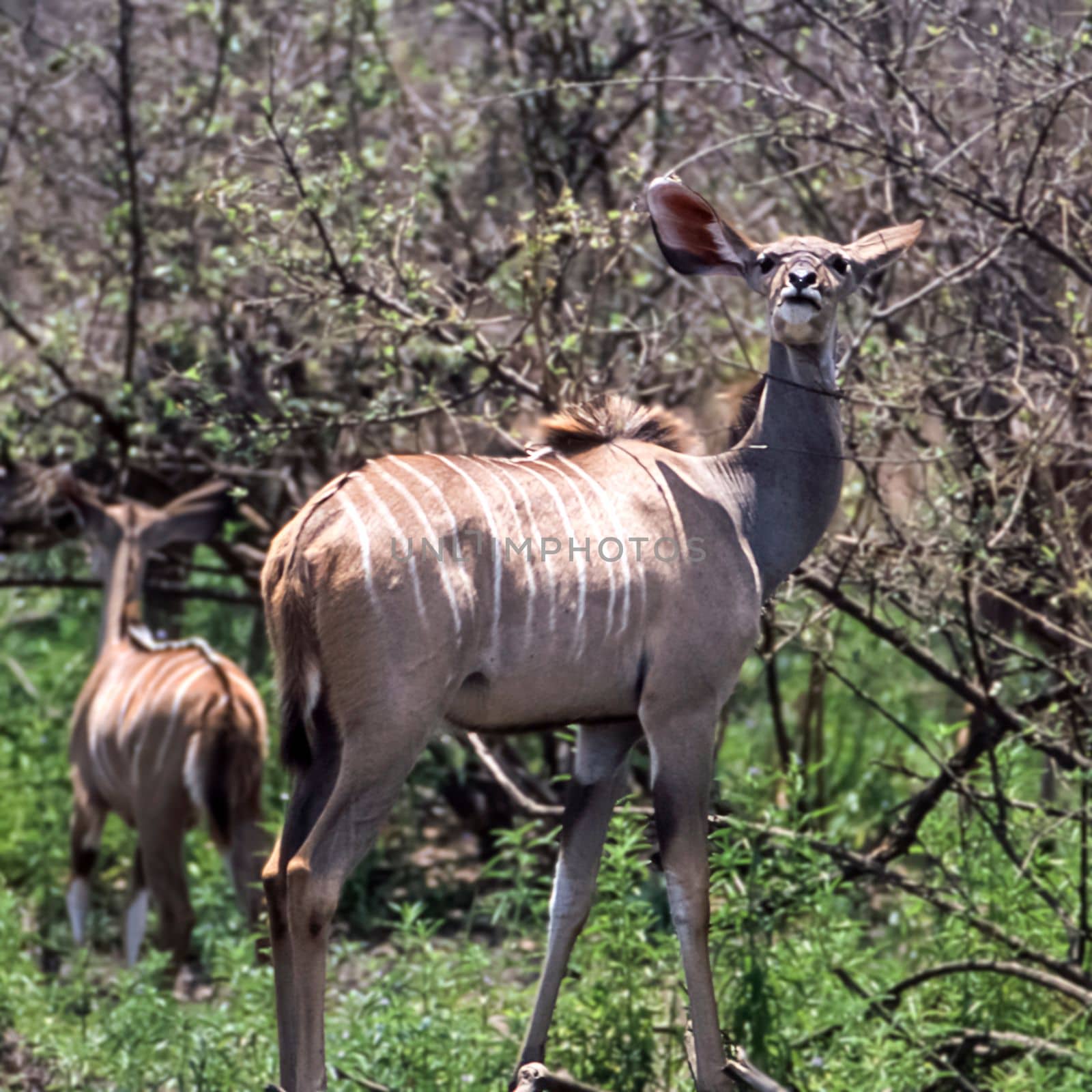 Kudu (Tragelaphus strepsiceros), Selous Game Reserve, Morogoro, Tanzania, Africa