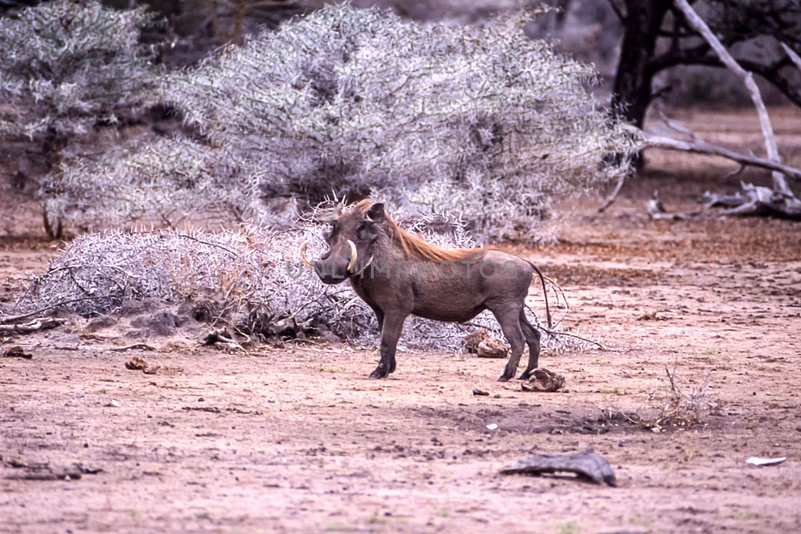 Warthog (Phacochoerus aethiopicus), Selous Game Reserve, Morogoro, Tanzania, Africa
