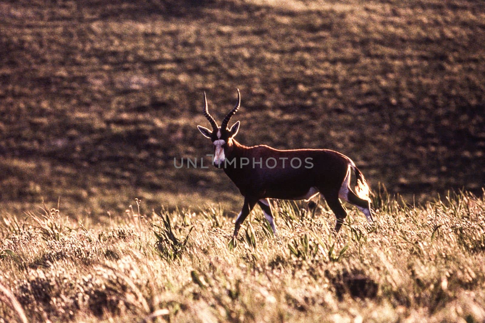 Blesbok (Damaliscus dorcas phillipsi)Mololotja National Park, Swaziland, africa