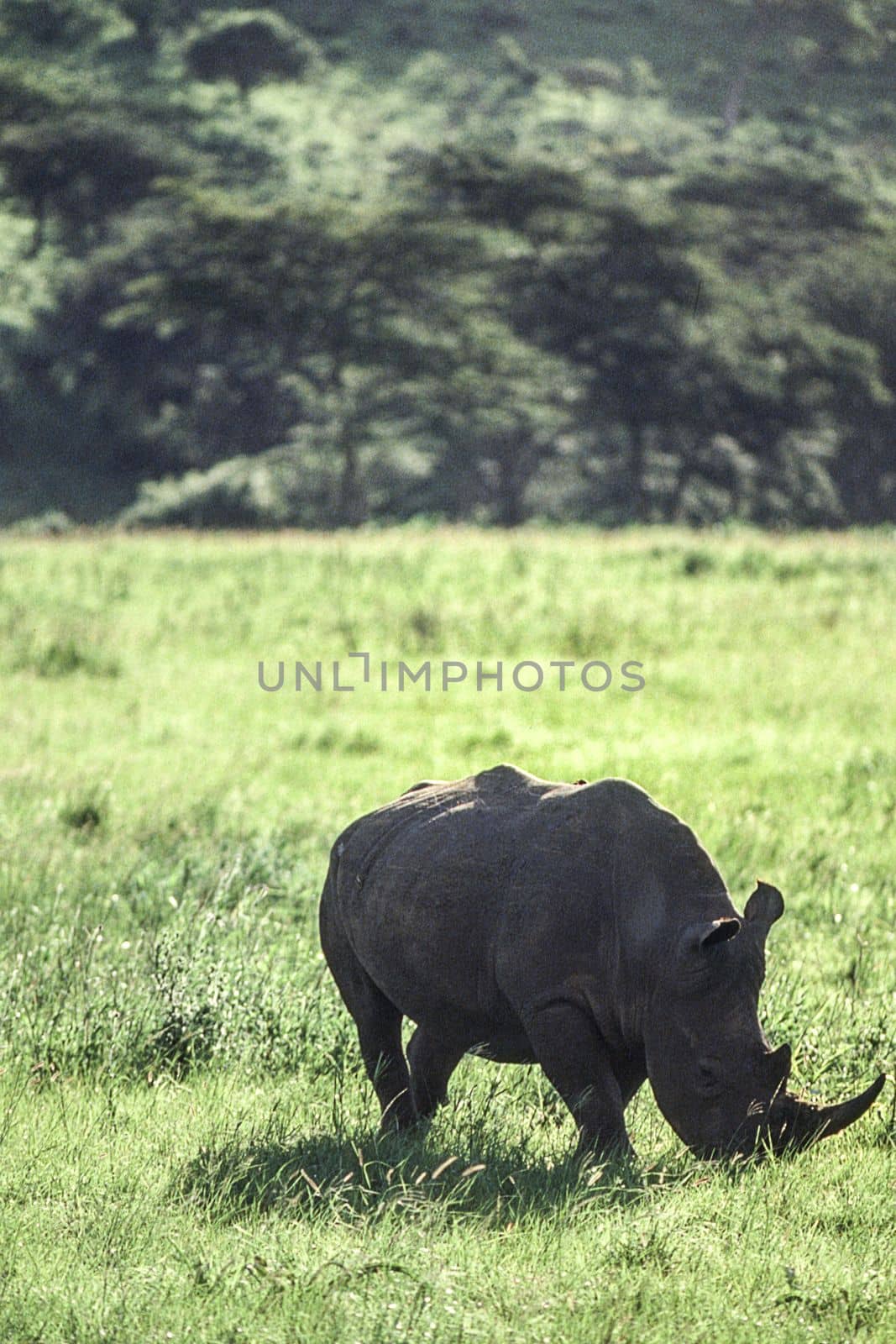White Rhino (Ceratotherium simum)Hluhluwe National Park, Kwa-Zulu Natal, South Africa
