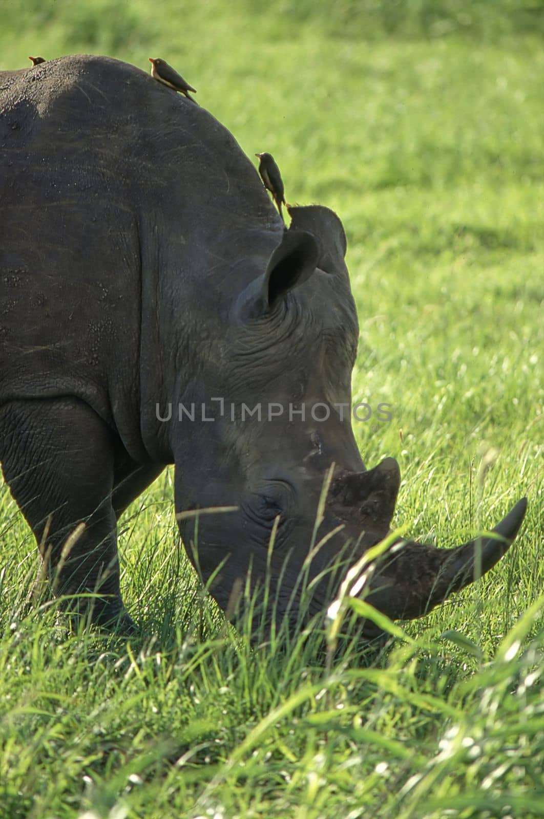 White Rhino (Ceratotherium simum)Hluhluwe National Park, Kwa-Zulu Natal, South Africa