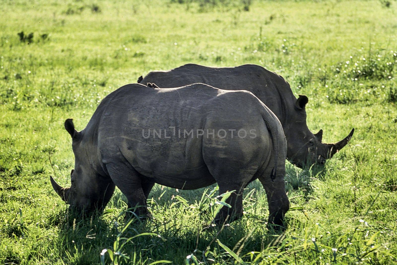 White Rhino (Ceratotherium simum)Hluhluwe National Park, Kwa-Zulu Natal, South Africa