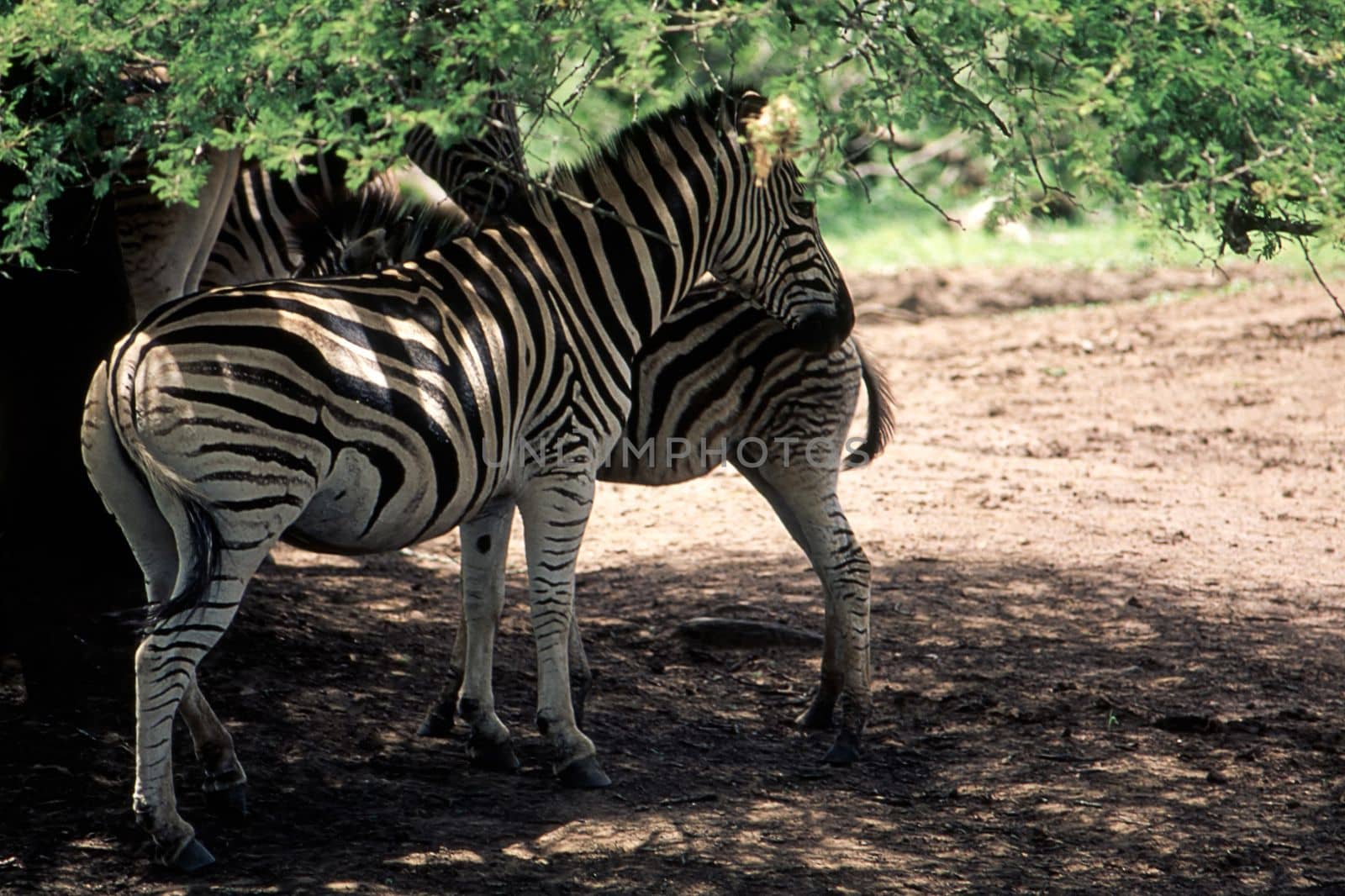 Plains Zebra (Equus burchellii) Hluhluwe National Park, Kwa-Zulu Natal, South Africa