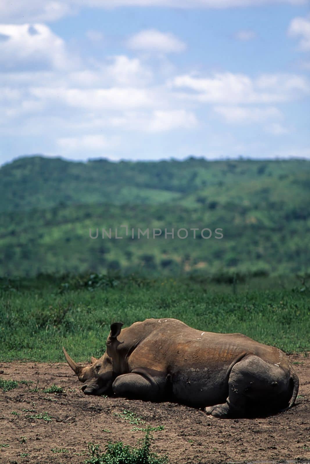 White Rhino (Ceratotherium simum)Hluhluwe National Park, Kwa-Zulu Natal, South Africa