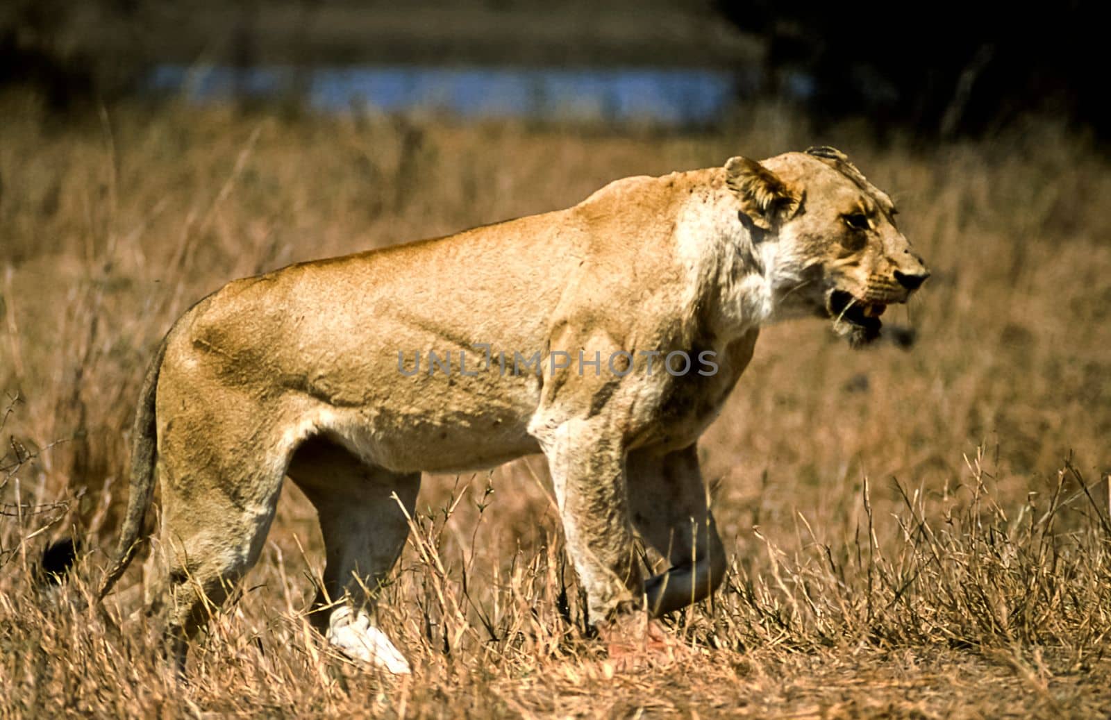 Lion, (Panthera leo), Kruger National Park, Mpumalanga, South Africa, Africa