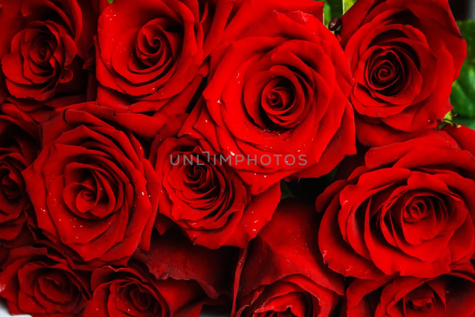 red rose on a wooden background. Valentine's Day gift.selective focus.holiday