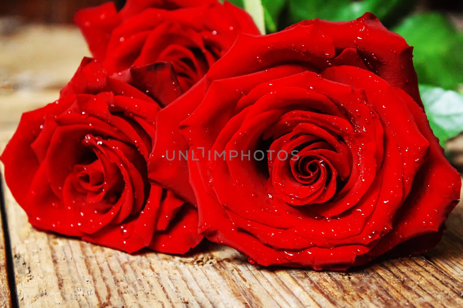red rose on a wooden background. Valentine's Day gift.selective focus. by mila1784