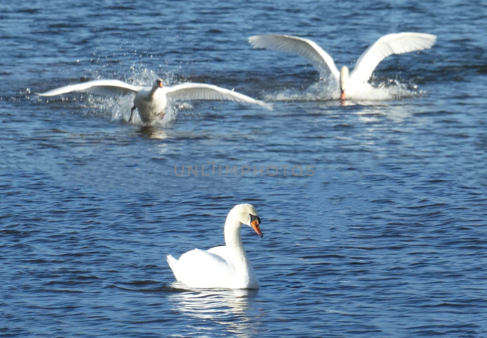 Three male mute swans in one pond is two too many. When we came back after a week there was only one swan left