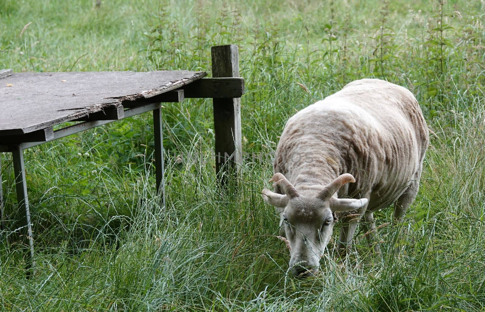 A white horned heath sheep (Heidschnucke) is standing beside a wooden chicken shelter in a meadow. This is breed of sheep from  Germany