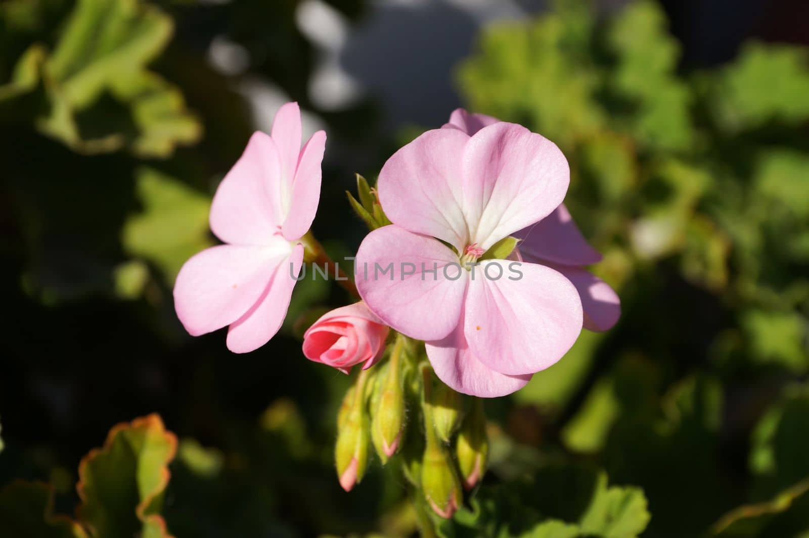 blooming pink geranium in sunlight close up by Annado