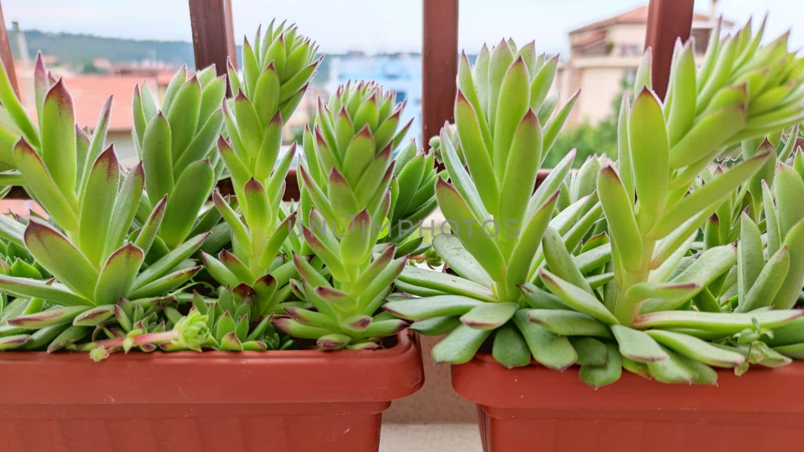 Succulent stone rose Sempervivum in a flowerpot, side view by Annado