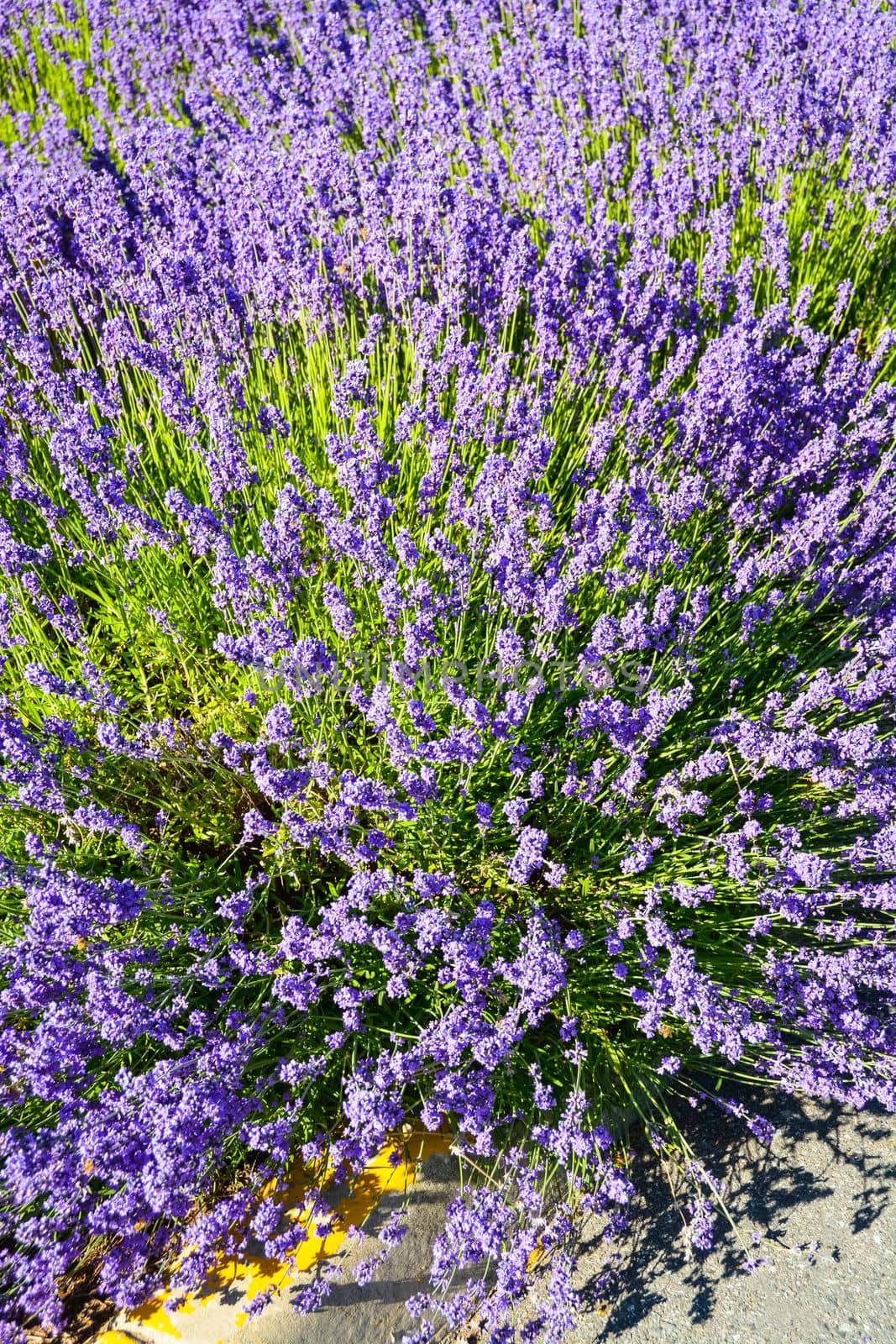 Bright lilac decorative flowers growing on a street.