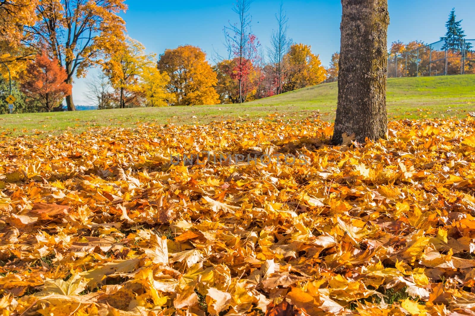 Yellow maples leaves in the park on the land. Sunny day in the park on autumn season in Cariboo Park, Burnaby, BC, Canada