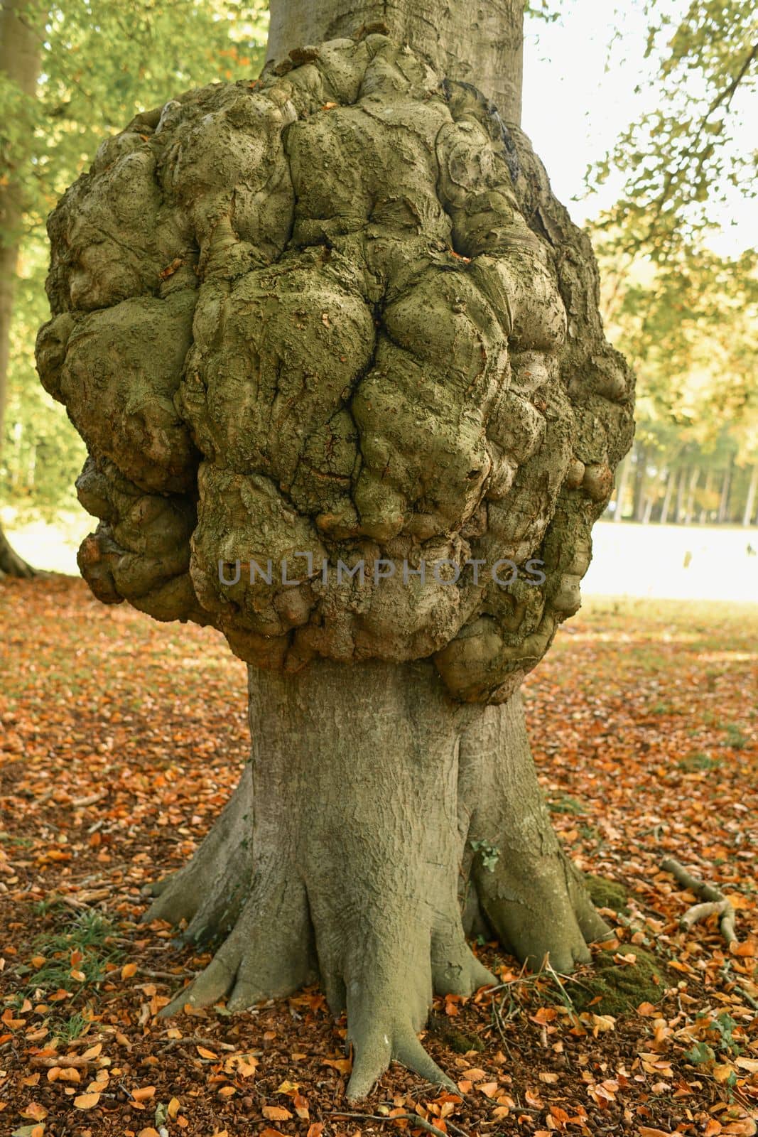 Big growth on a tree trunk Disease of a tree bark Cap