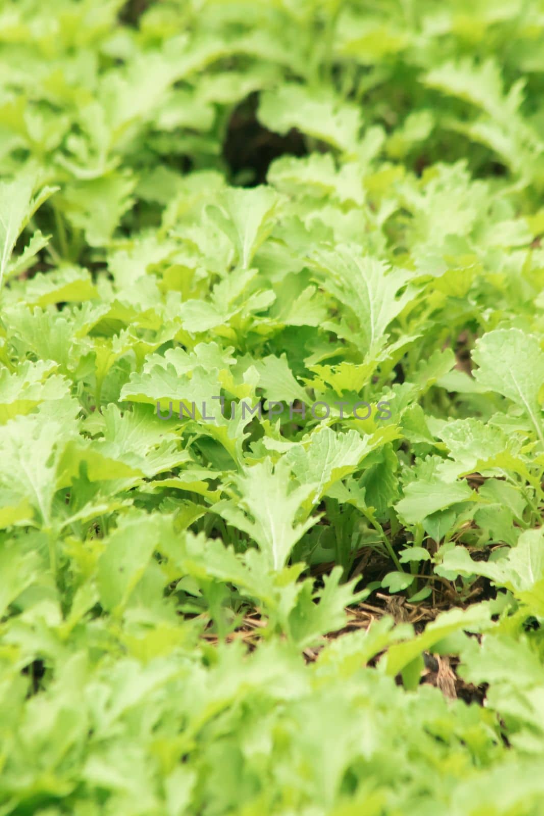 Mustard Green on the soil plot that has a curly, wrinkled leaf surface by Puripatt