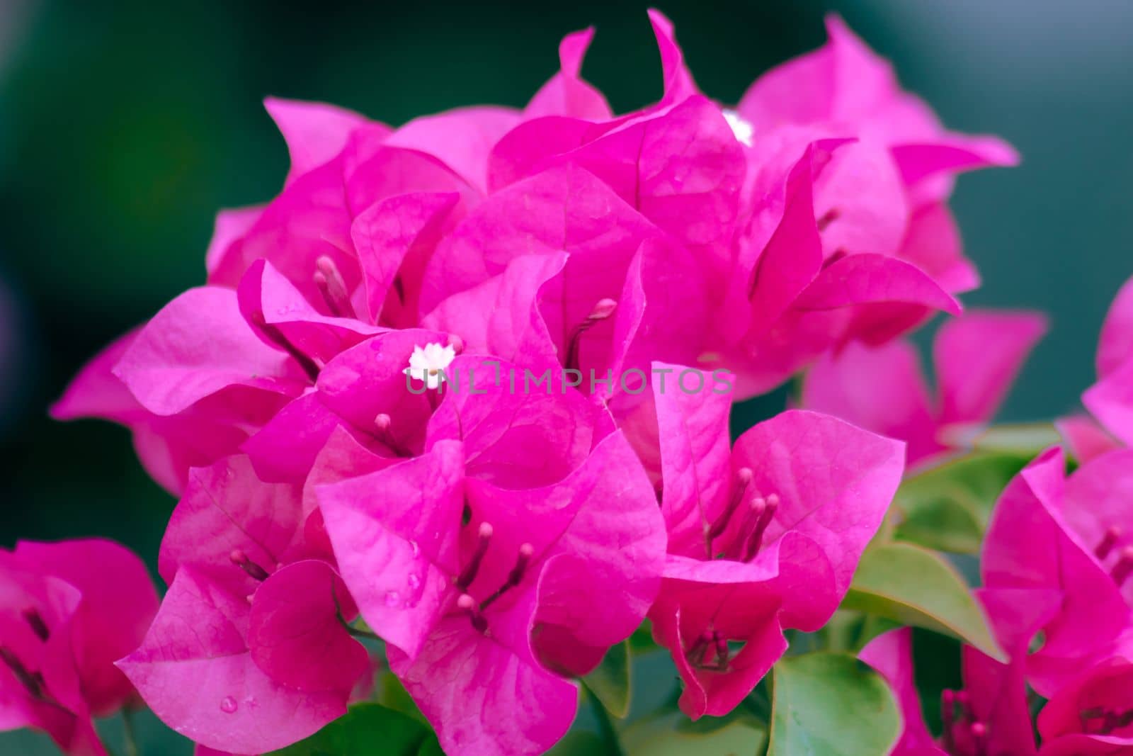 Bougainvillea bouquet, pink, blooming, bougainvillea flowering in clusters at the leaf axils and at the ends of branches with 3 flowers