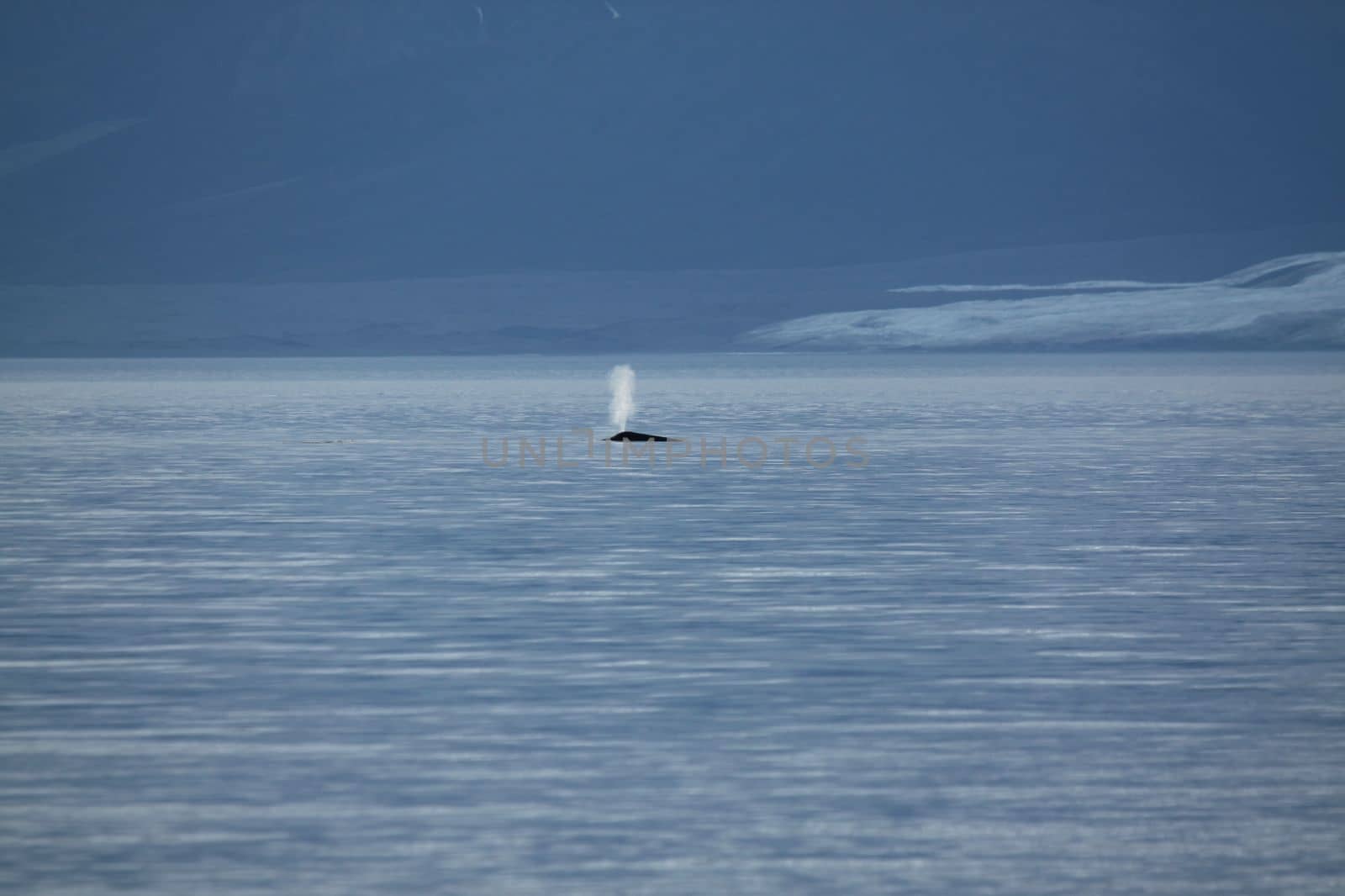 Whales blowing near in Pond Inlet, Nunavut, Canada