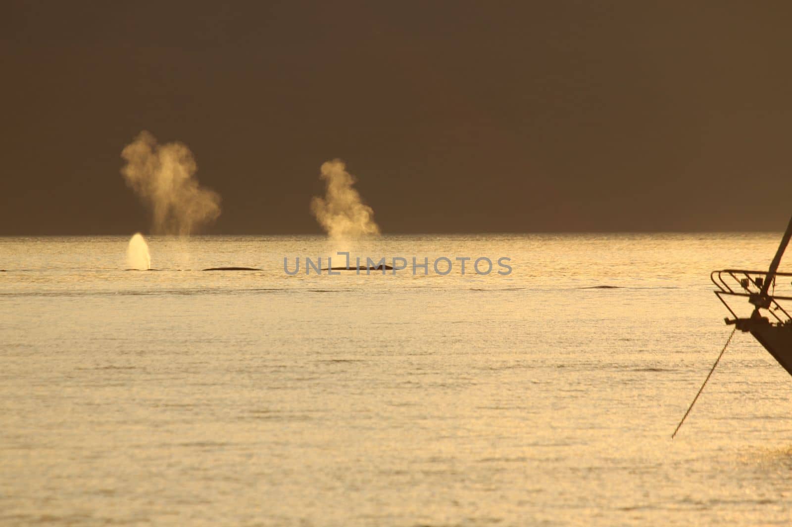 Whales blowing in front of a sailboat anchored in Pond Inlet, Nunavut by Granchinho