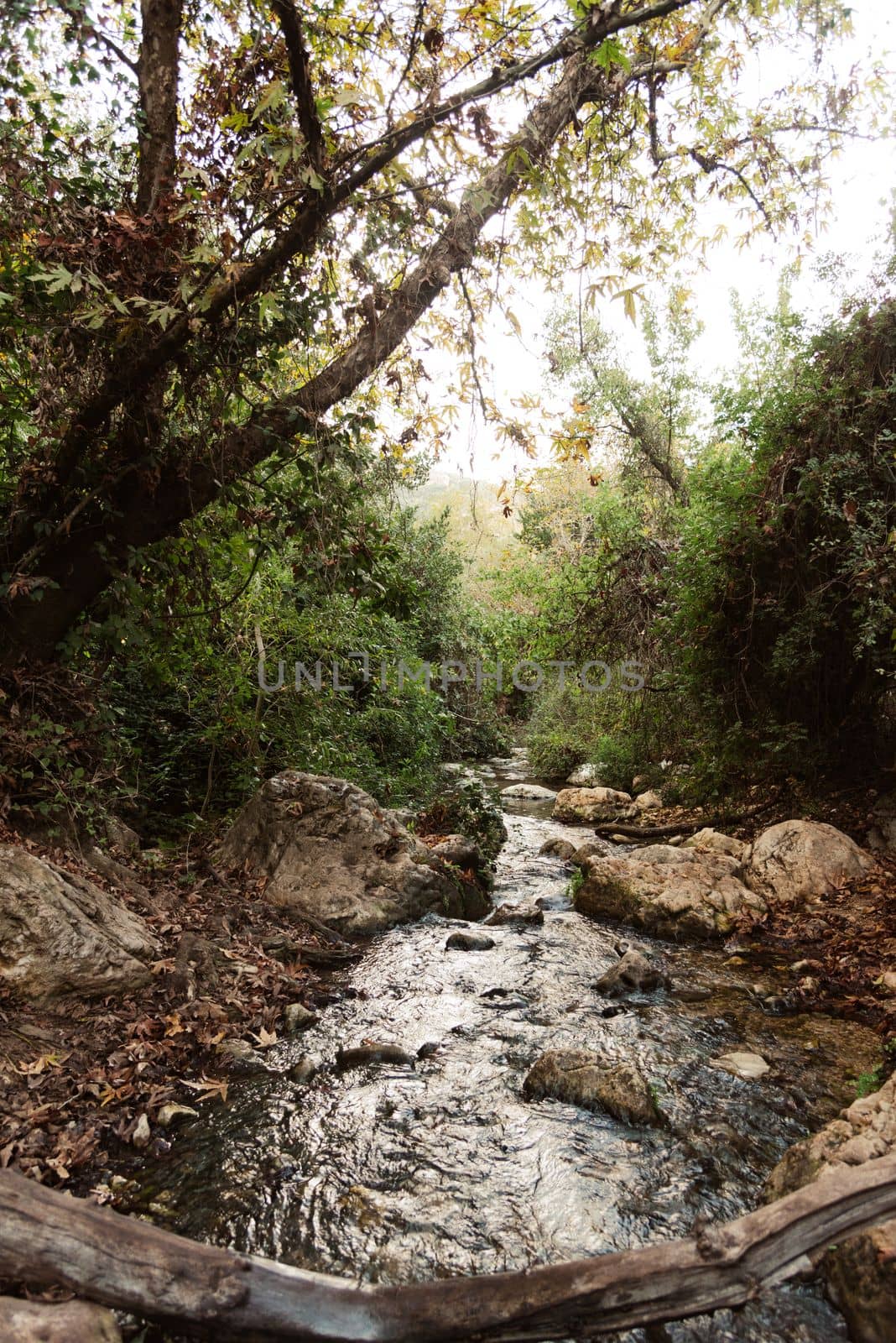 View of Kziv Stream at the end of the Black marked trail, Montfort Nahal Kziv National park, Western Galilee, Northern District of Israel, Israel. High quality photo