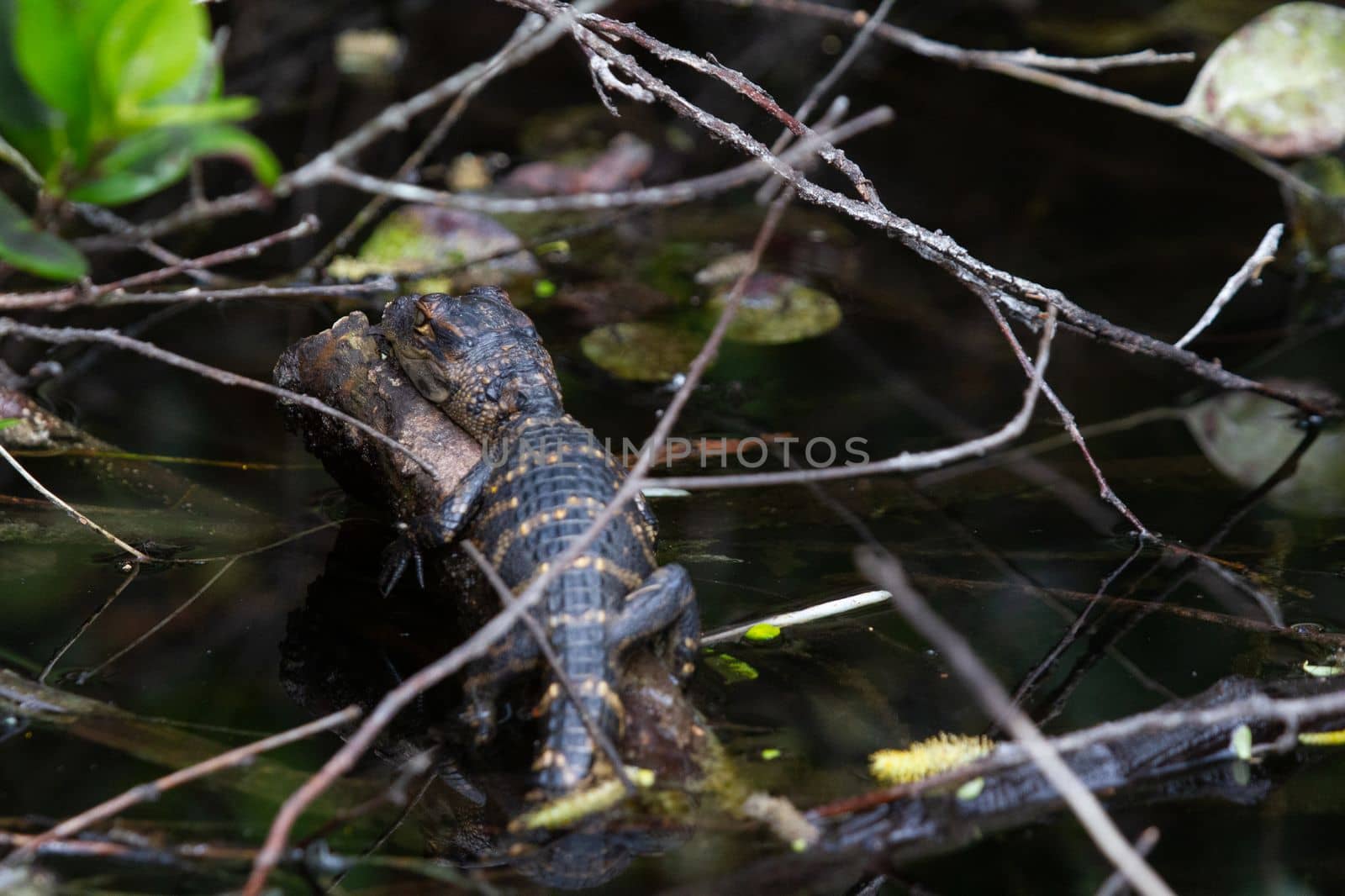 A young American alligator hiding between plants and sleeping, Florida, United States