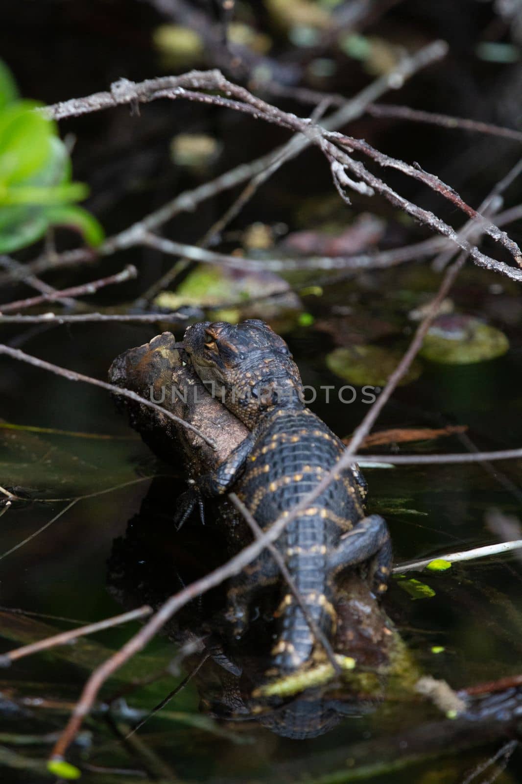 A young American alligator hiding between plants and sleeping, Florida, United States