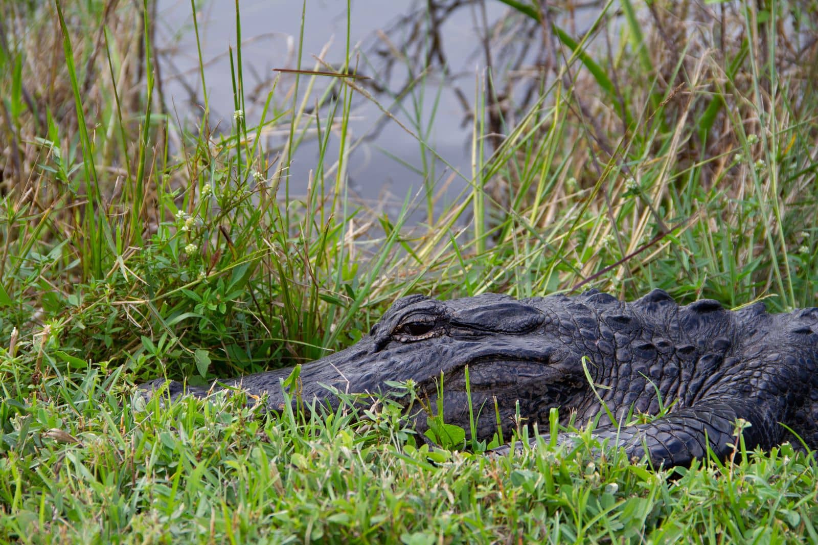 Close-up of an American alligator hiding in grass and sunning with eyes open by Granchinho