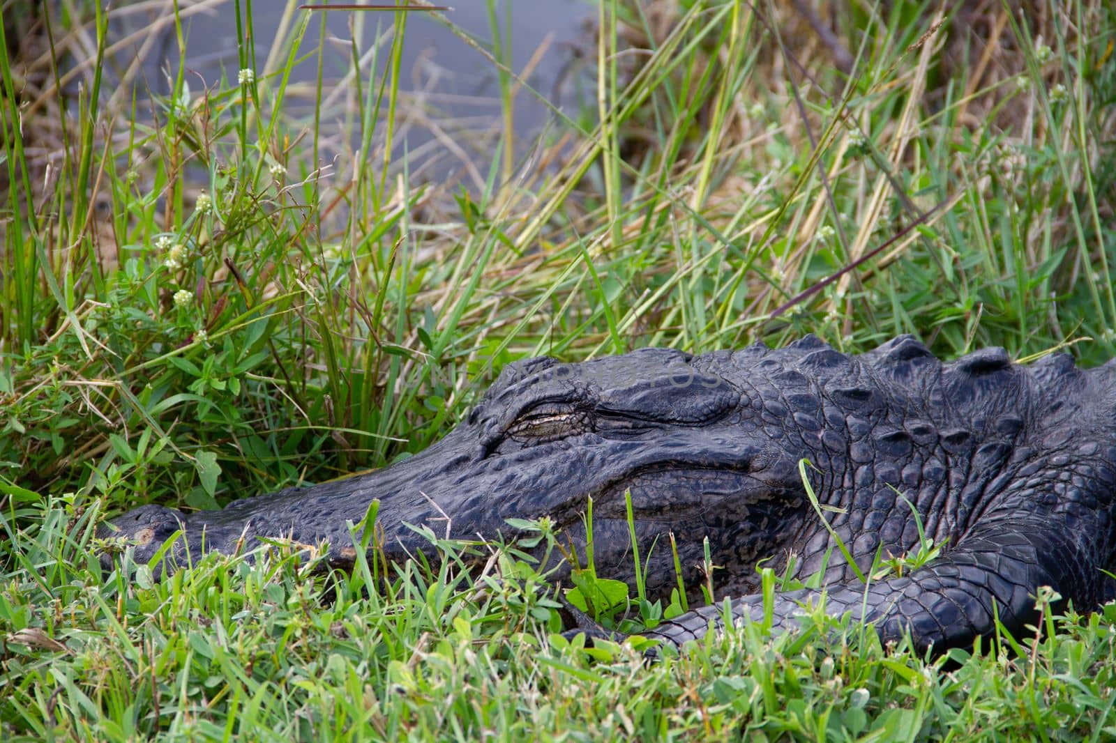 Close-up of an American alligator hiding in grass and sleeping, Florida, United States