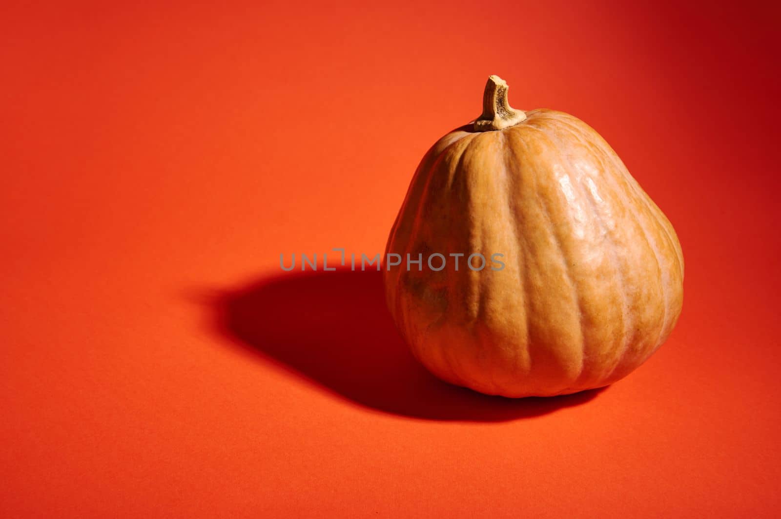 Studio shot of a whole organic ripe pumpkin, isolated on a bright orange background with copy advertising space. Pumpkin for Halloween party or Thanksgiving Day, making Jack-O-Lantern
