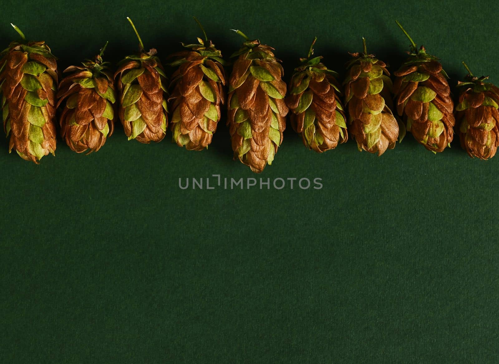 Flat lay. Still life with dried hop cones, humulus lupulus, on green background with copy advertising space for text. Ingredient in the beer industry.