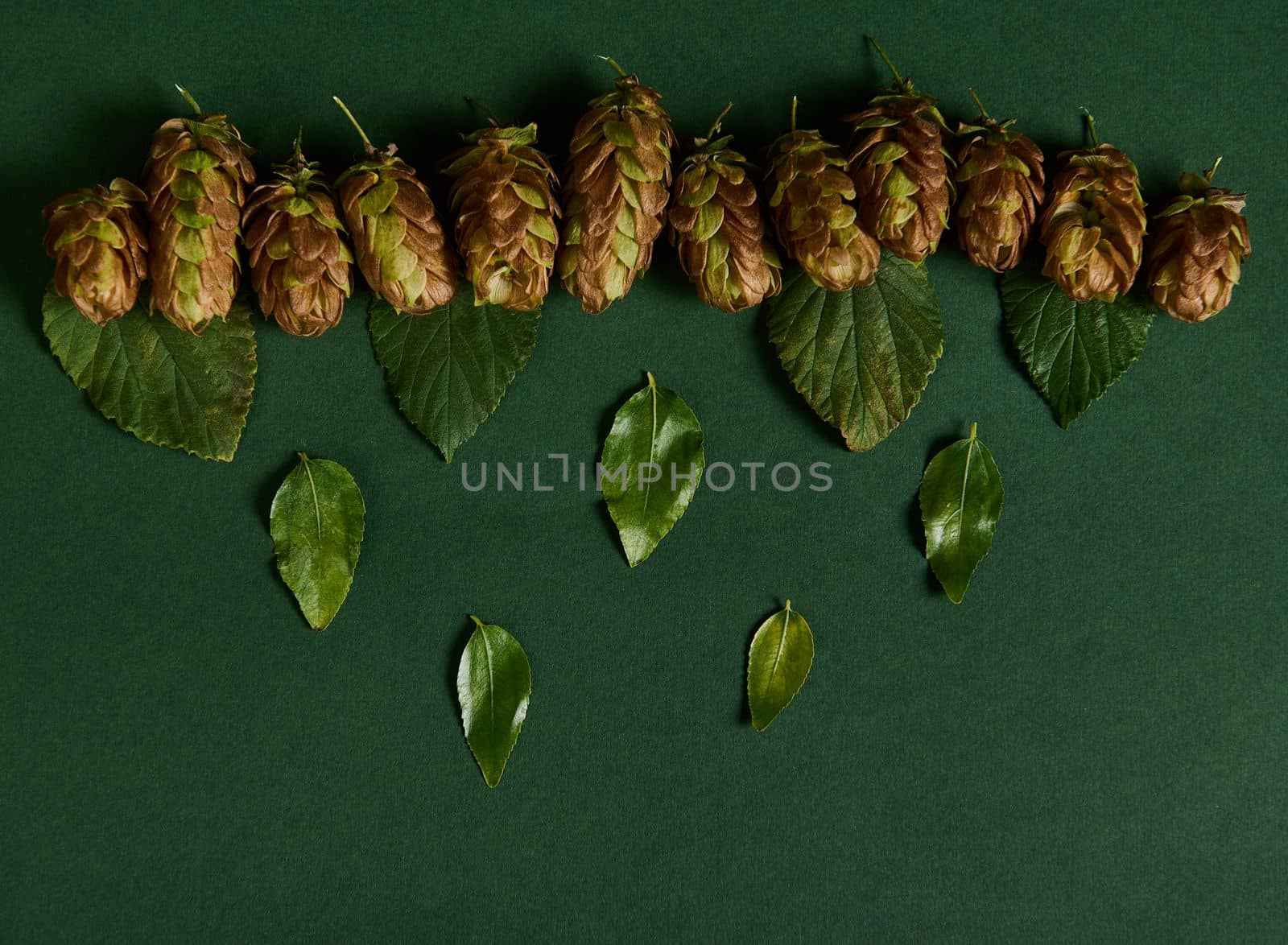 Top view of dried hop cones and leaves on a green background. Ingredient in the beer industry. Herbal medicine. Humulus Lupulus. Medical herb. Copy space