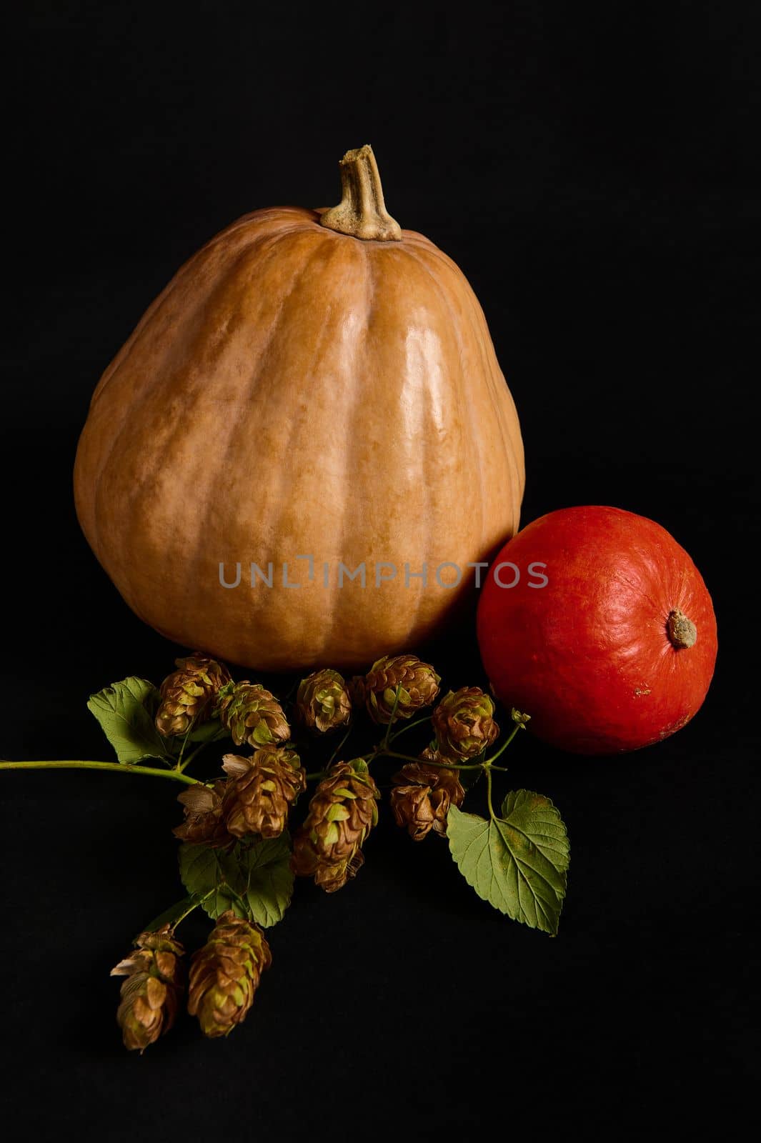 Still life. Vertical studio shot: whole pumpkins of various sizes and hop cones - humulus lupulus, isolated on black background. Craft from vegetables - a witch on a broomstick. Halloween Thanksgiving