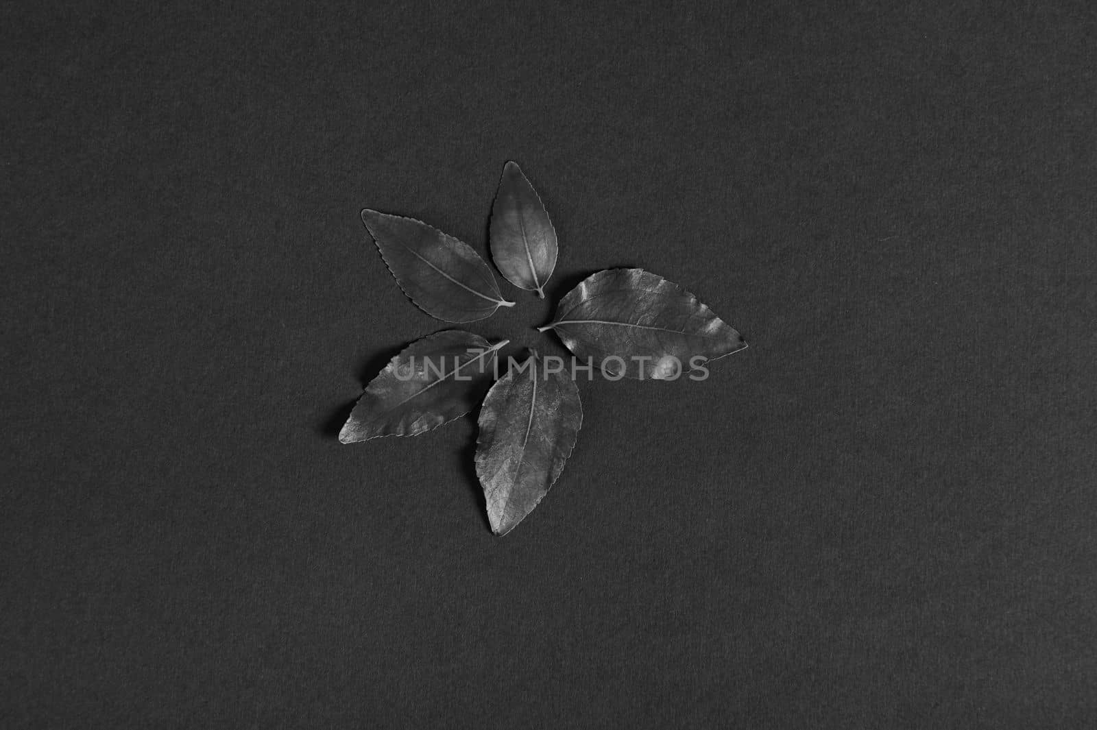 Leaves of black color lined around in the shape of a flower, on a black background. Flat lay. Copy advertising space. Still life