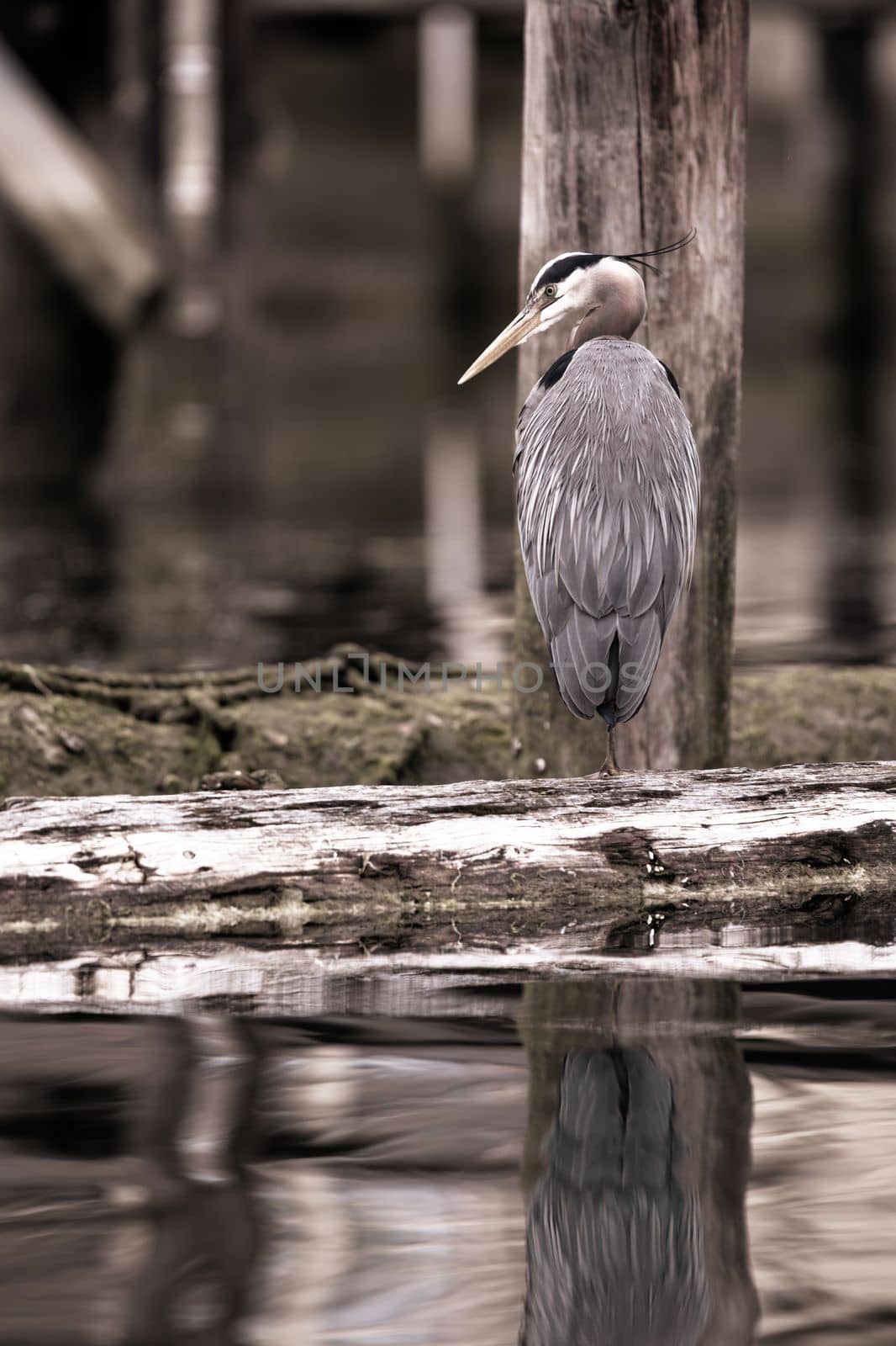 A Great Blue Heron standing on a log while looking around by Granchinho